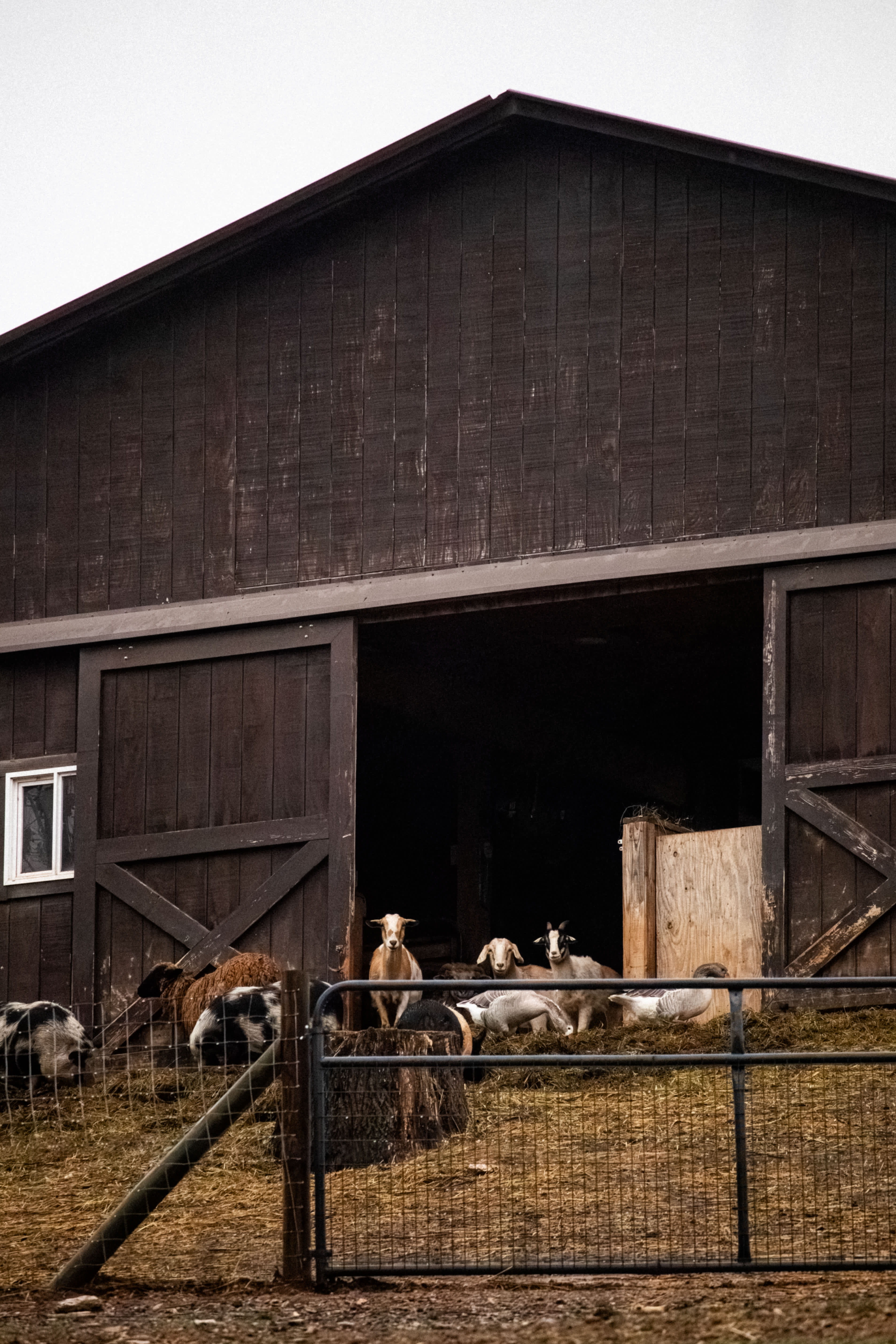 Private Cottage & Animal Sanctuary