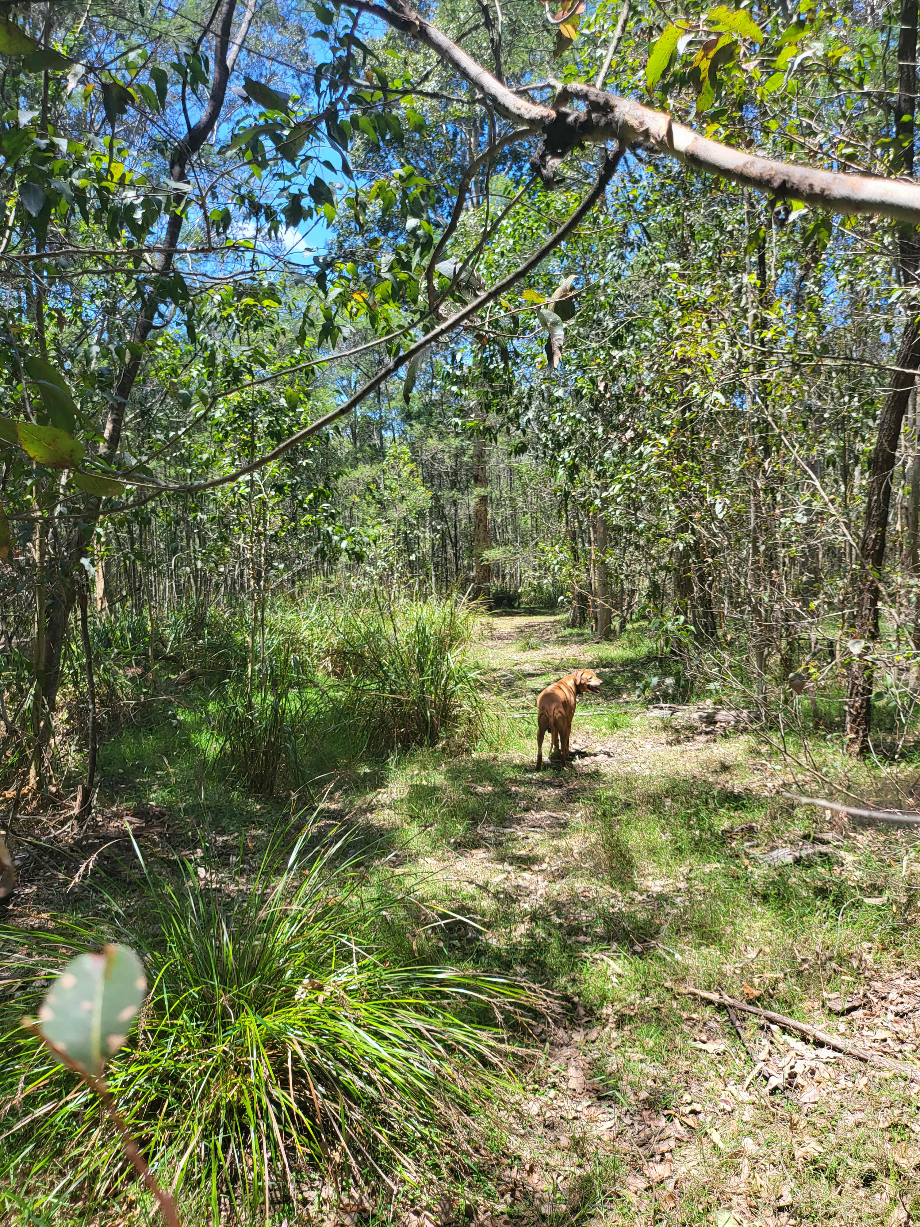 Falls Forest