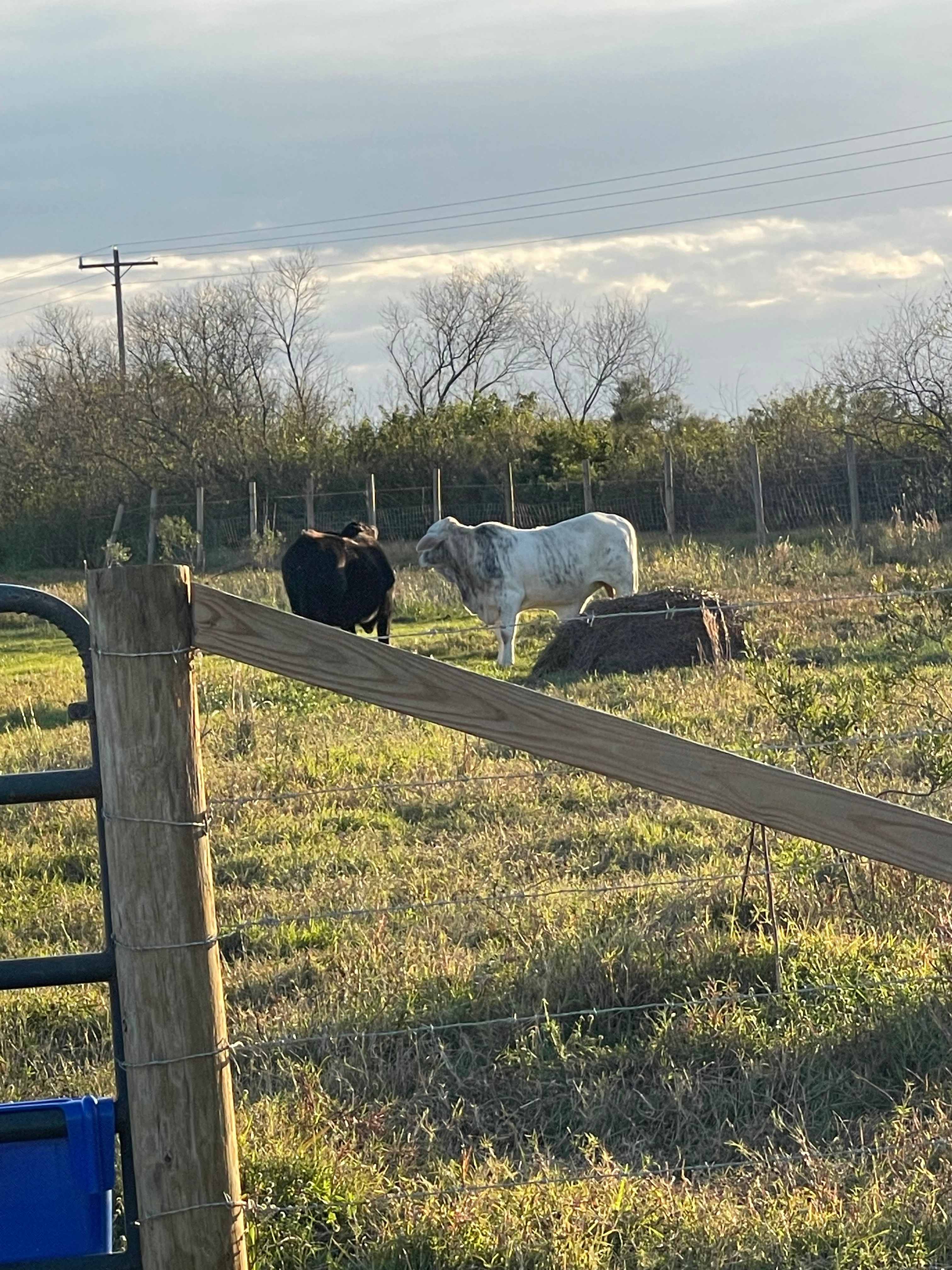 Leah’s Ranch