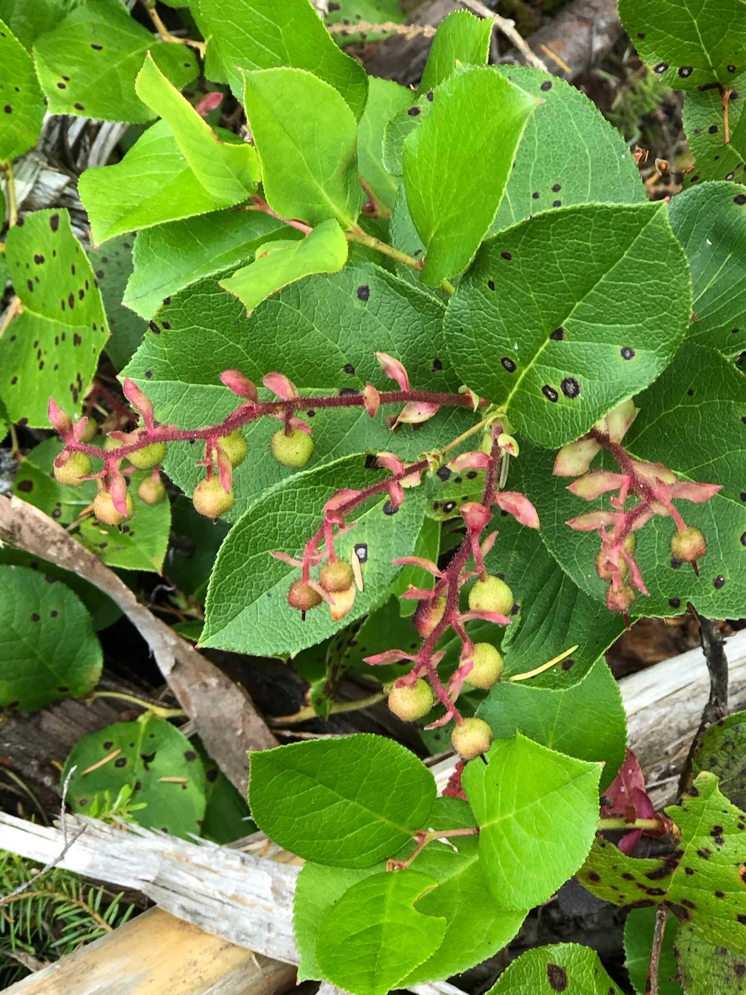 Huckleberry Meadow