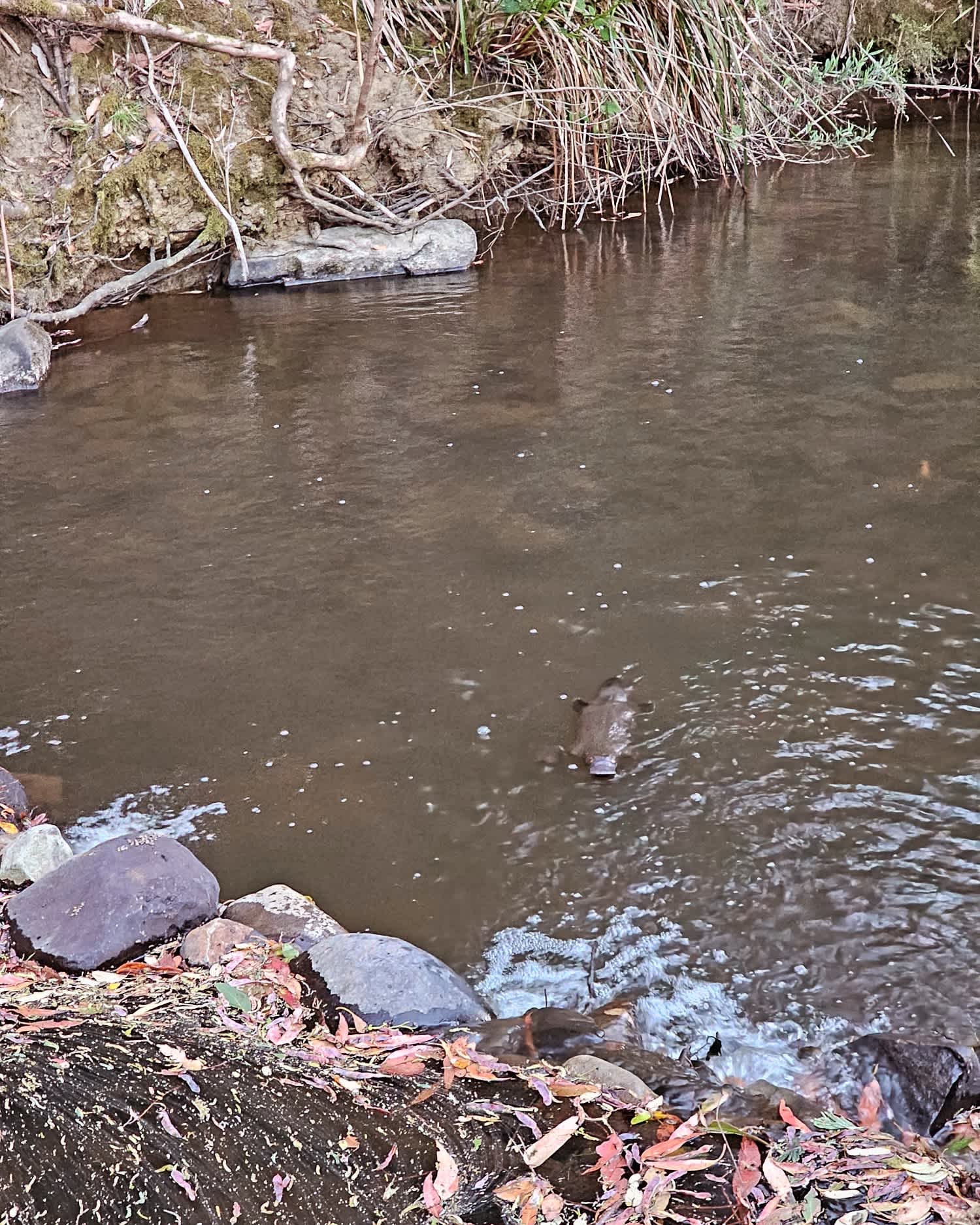 Duckbill Banks Camp & Hot Tub