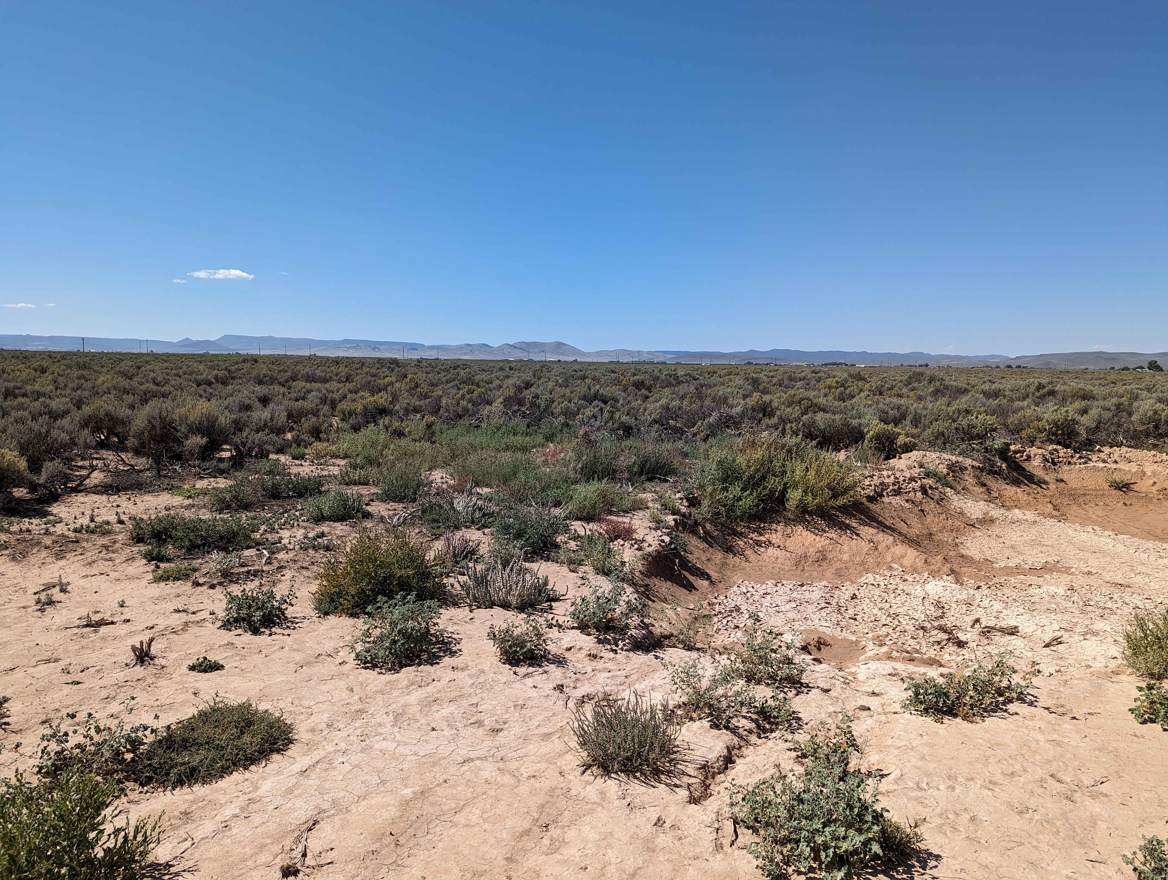 Sea of Sagebrush
