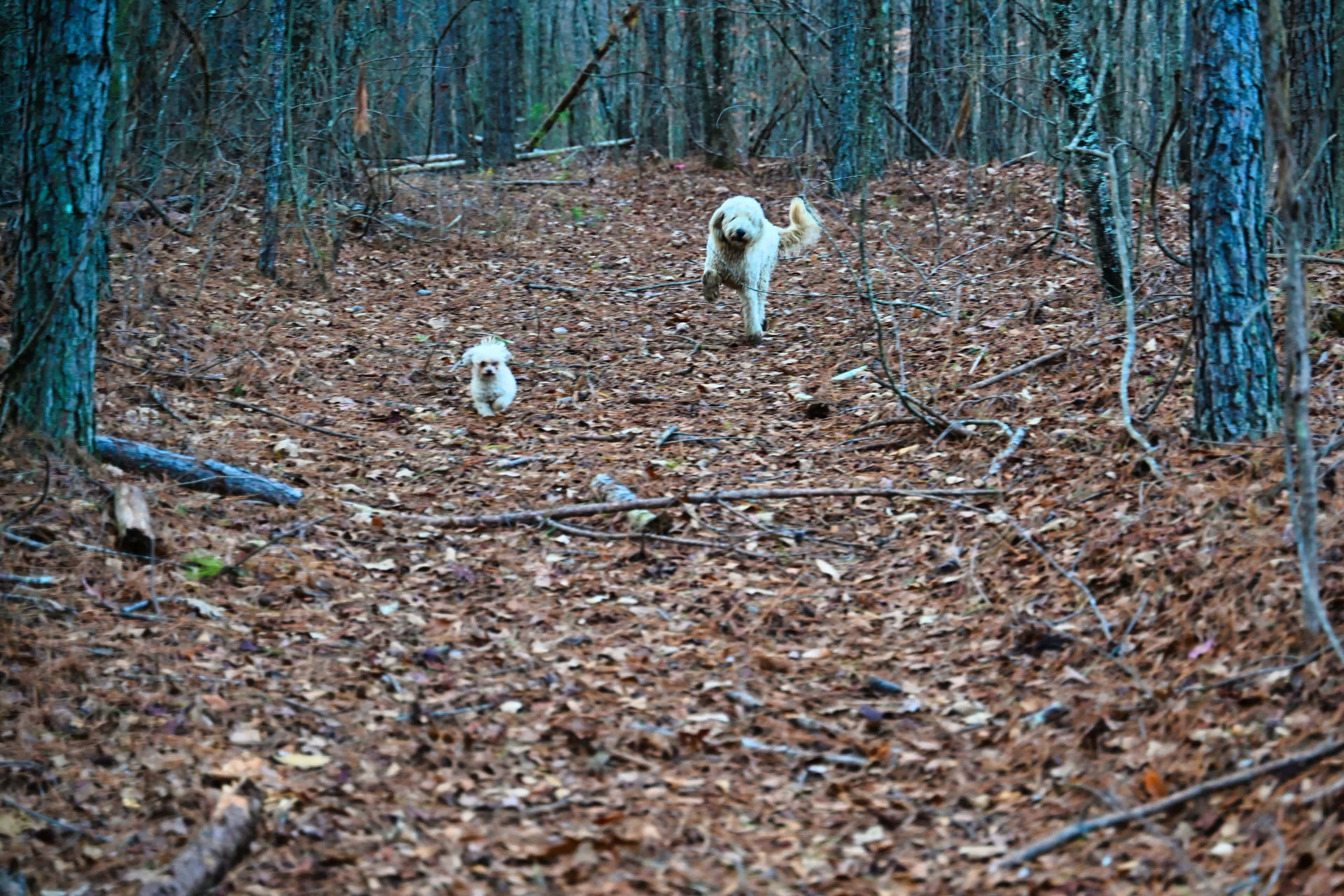 Hidden Branch Campground