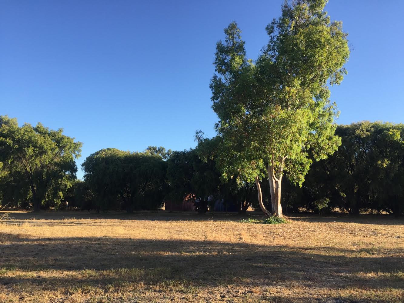 Peppie Tree Drive