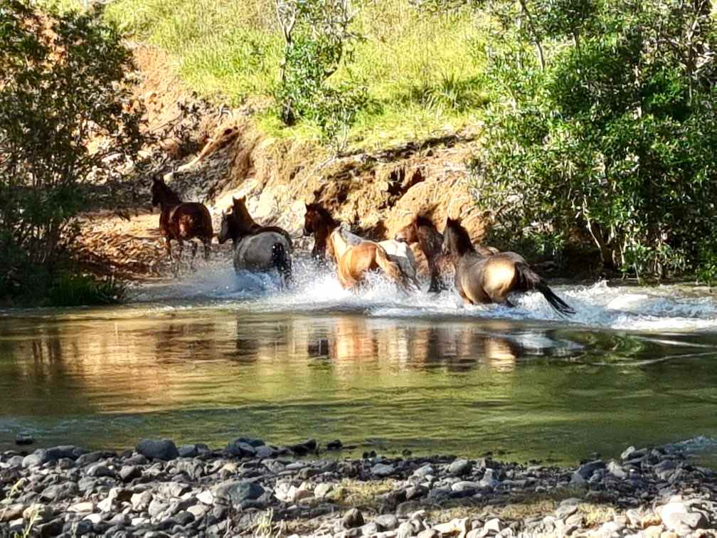 Riverside Privacy - 200 acres 4 you