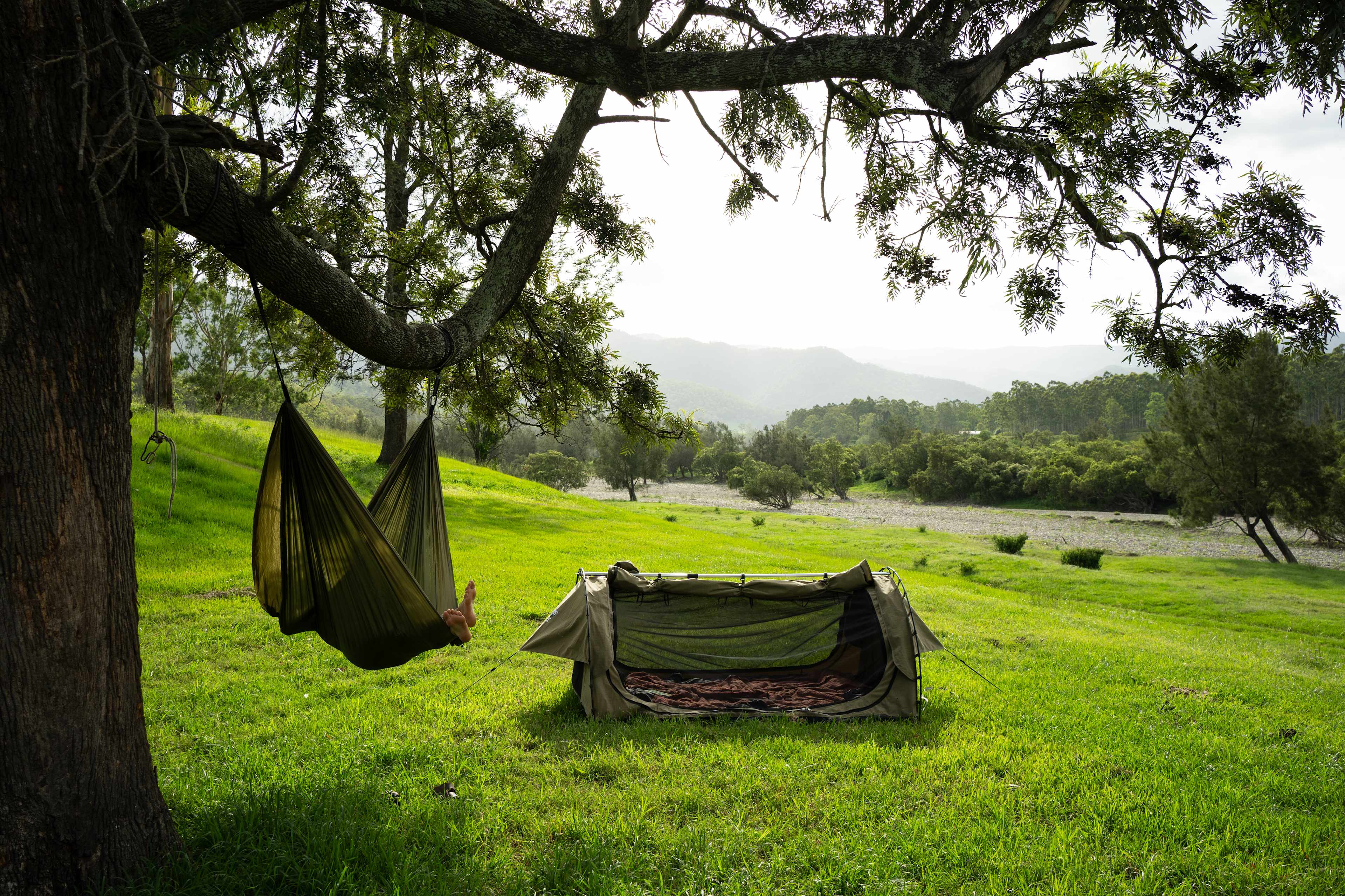Camp under the silky oak tree, perfect to sling a hammock and read.