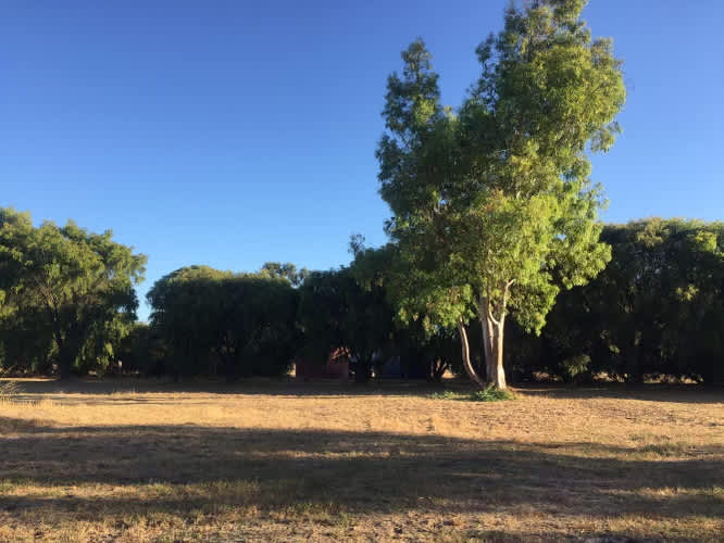 Peppie Tree Drive