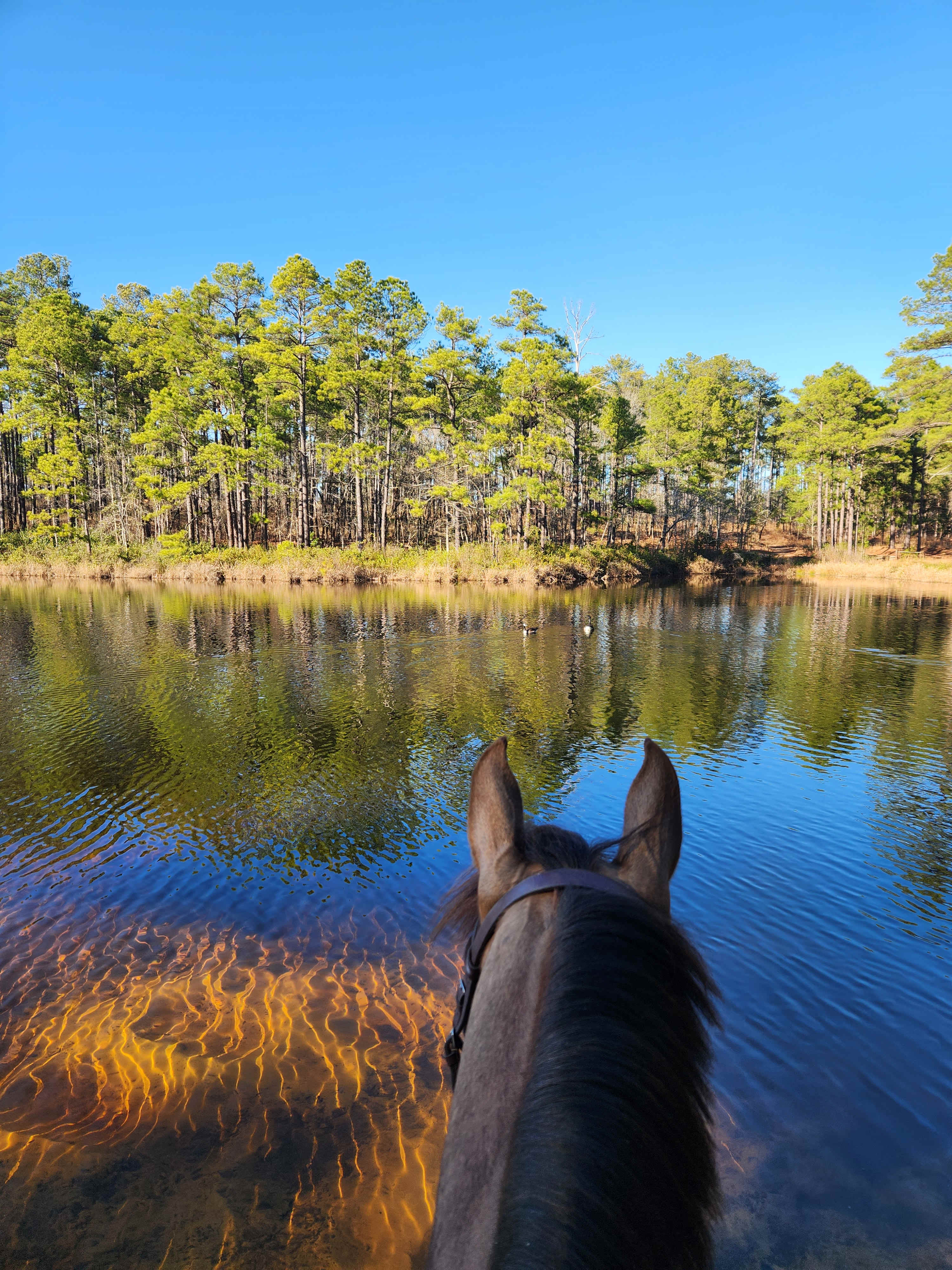 Foundation RV Camping Horse Hotel,