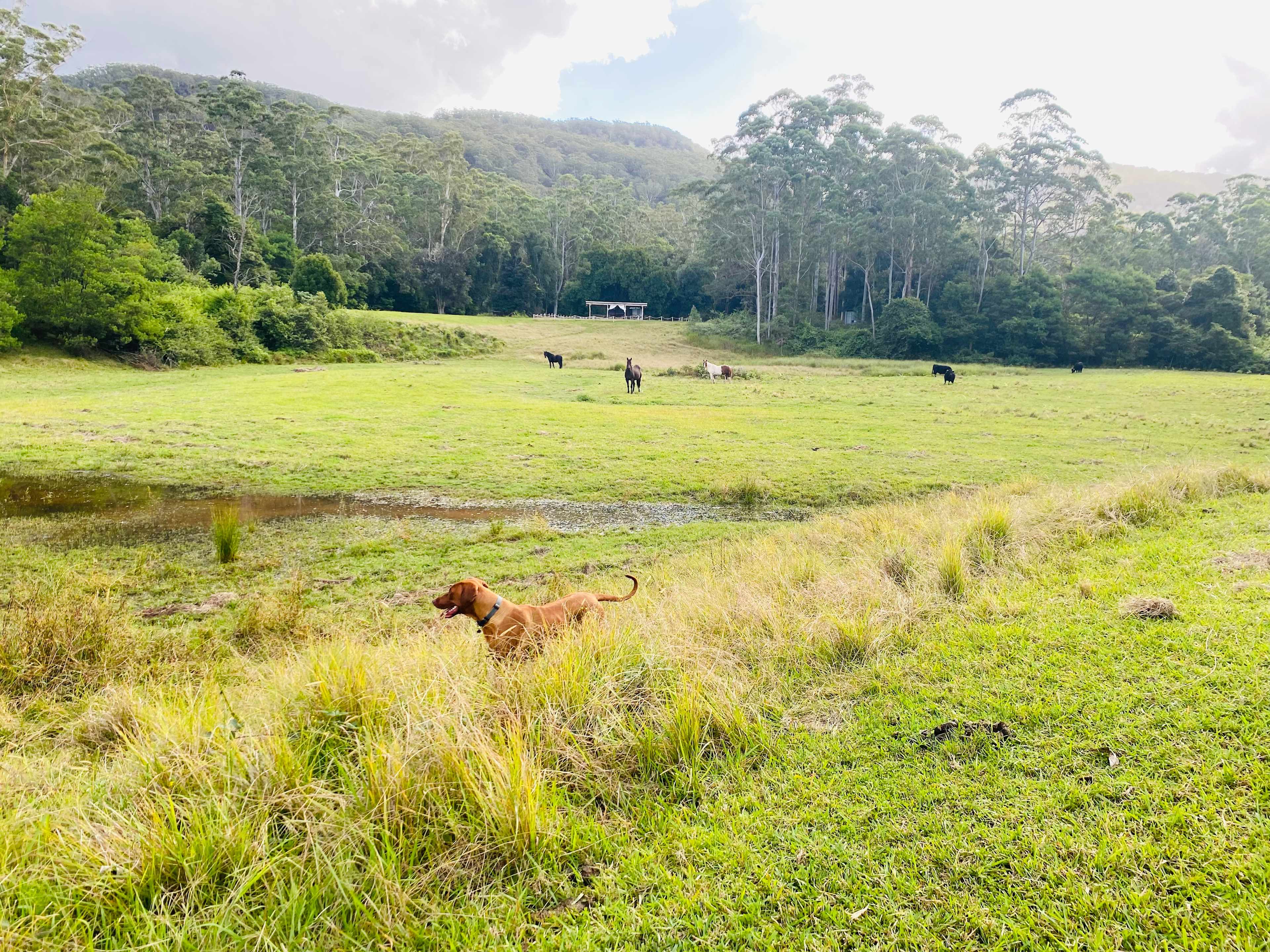 The view across the paddocks to the camping area