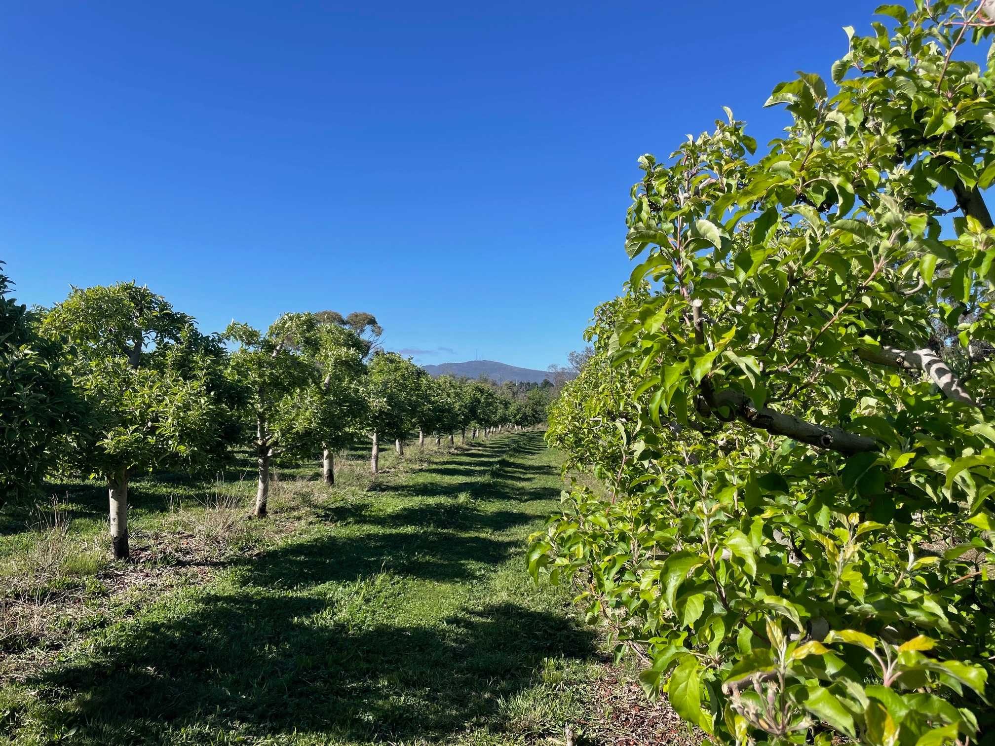 Hillside Harvest Orchard