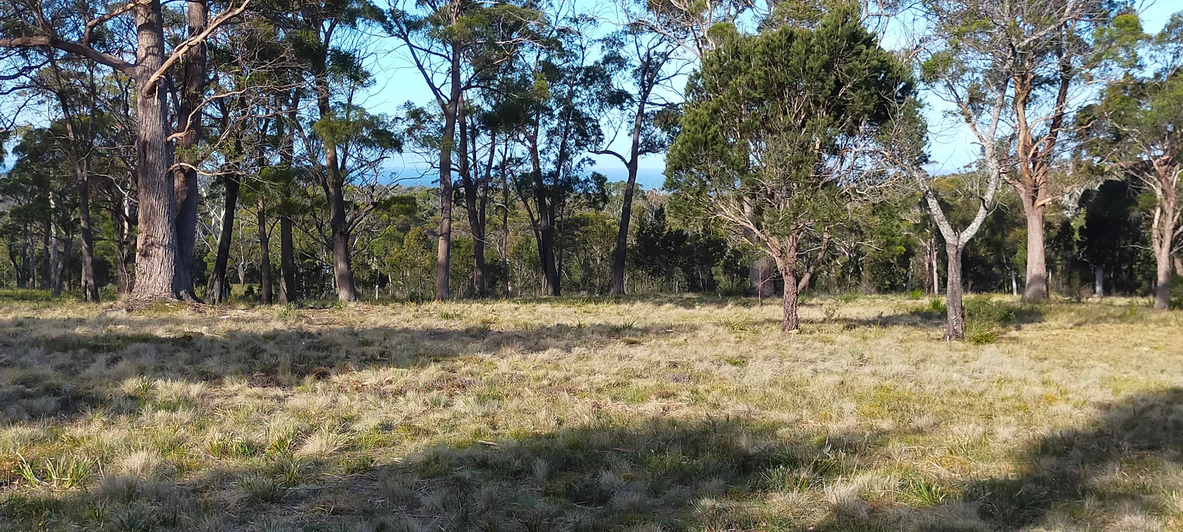 Bicheno Pine Ridge