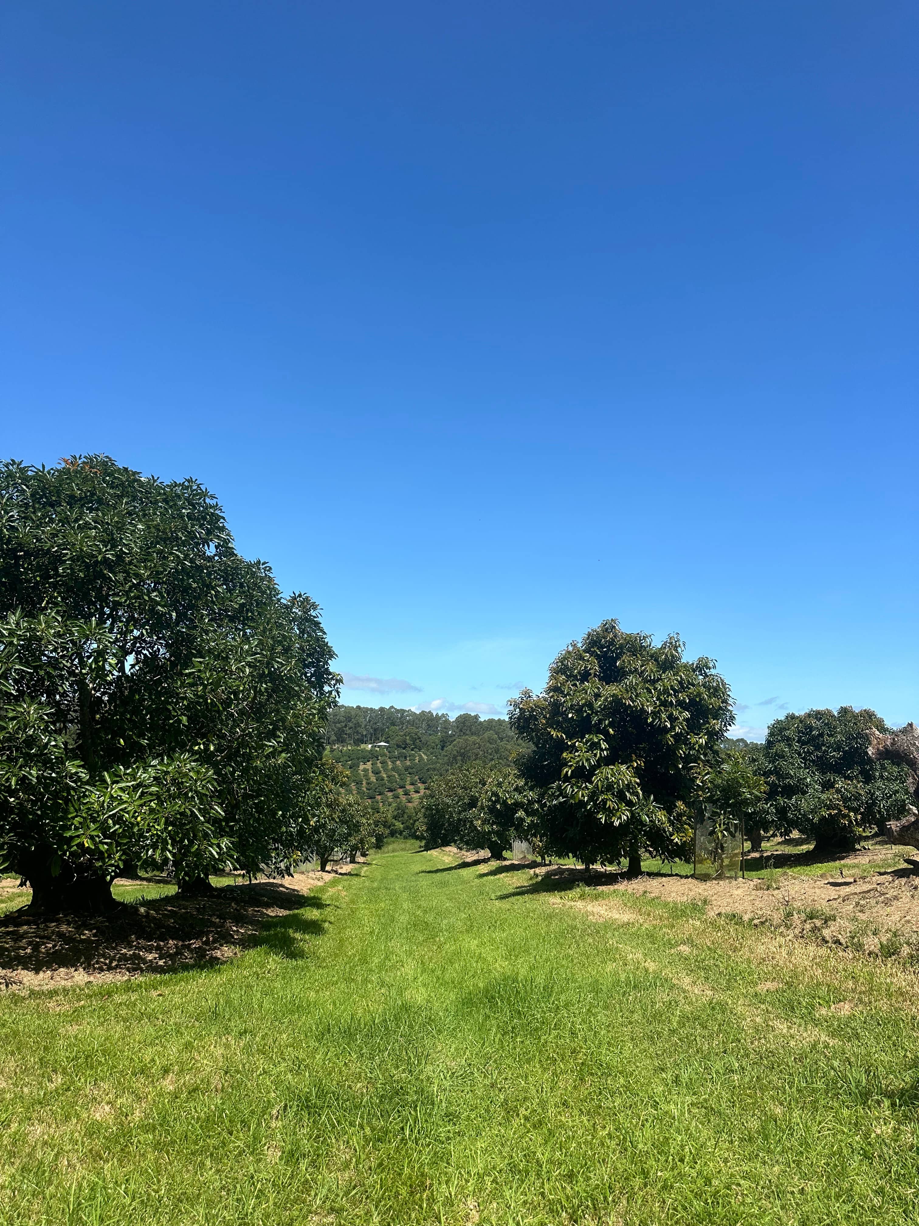 Tremayne - The Old Avocado Farm