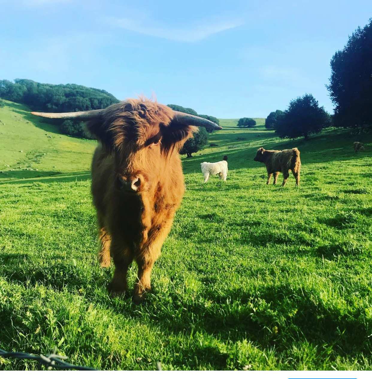 Just three nice ladies chilling in a field. 
