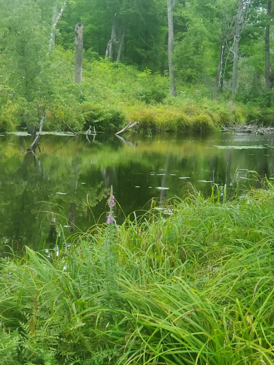 SERENITY NOW