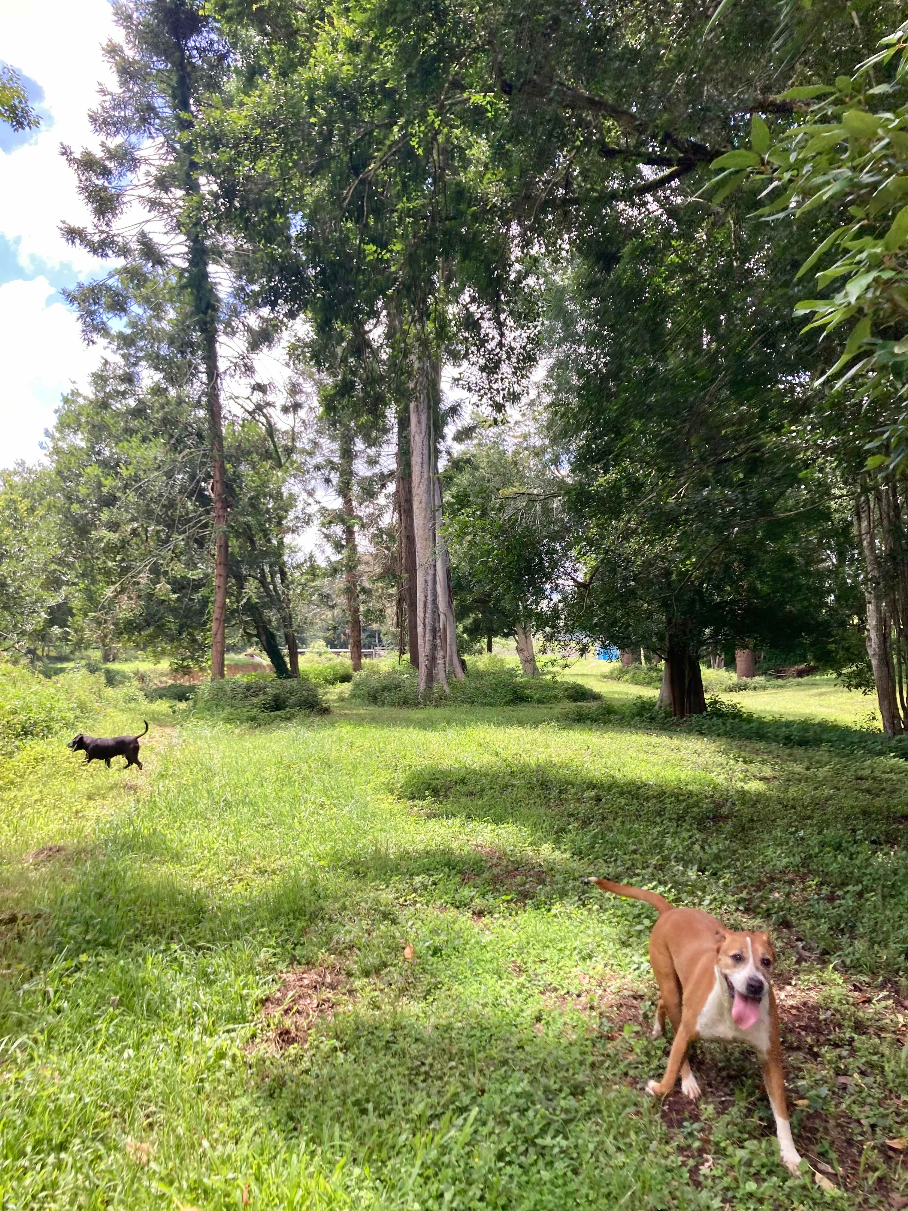 Picture of the site