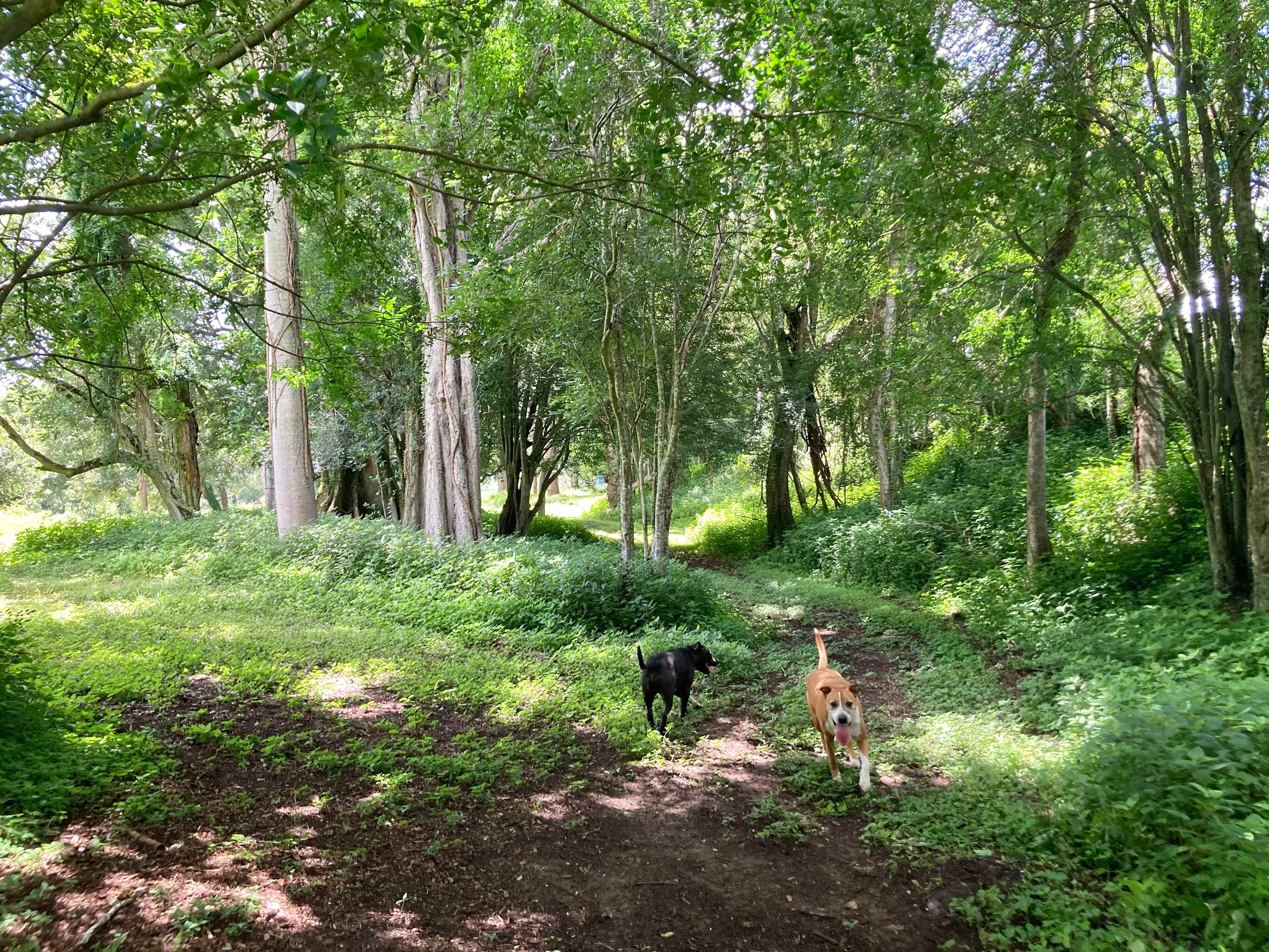 Picture of the site