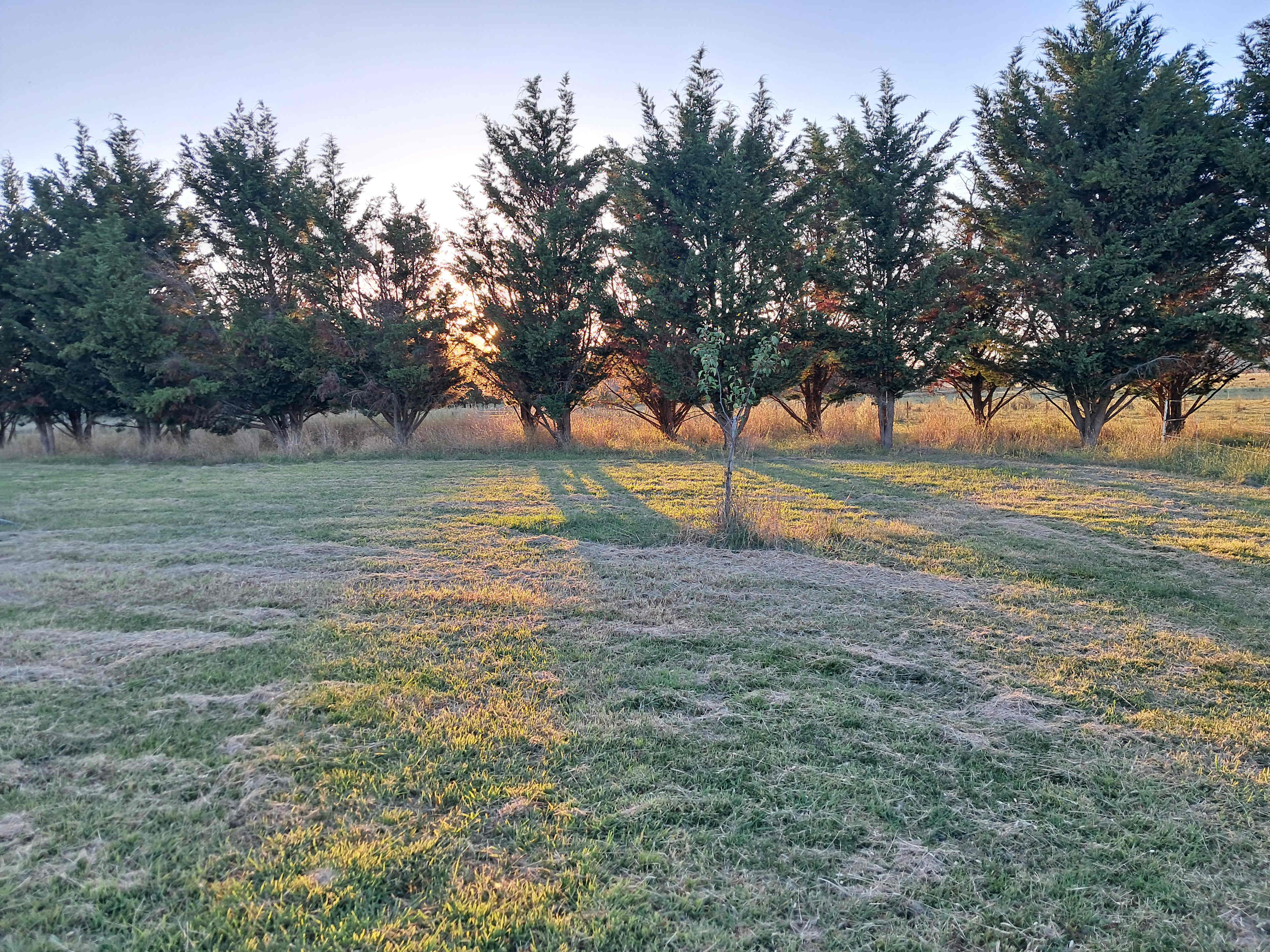 THE MEADOW
