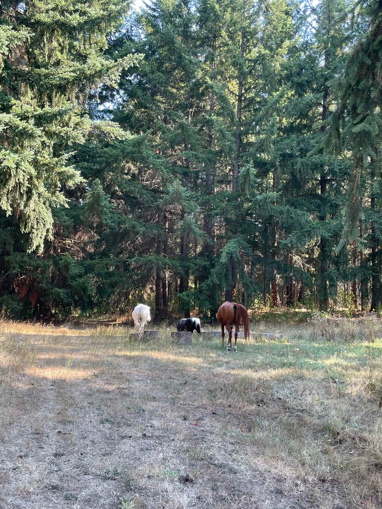 Country Refuge Close to City