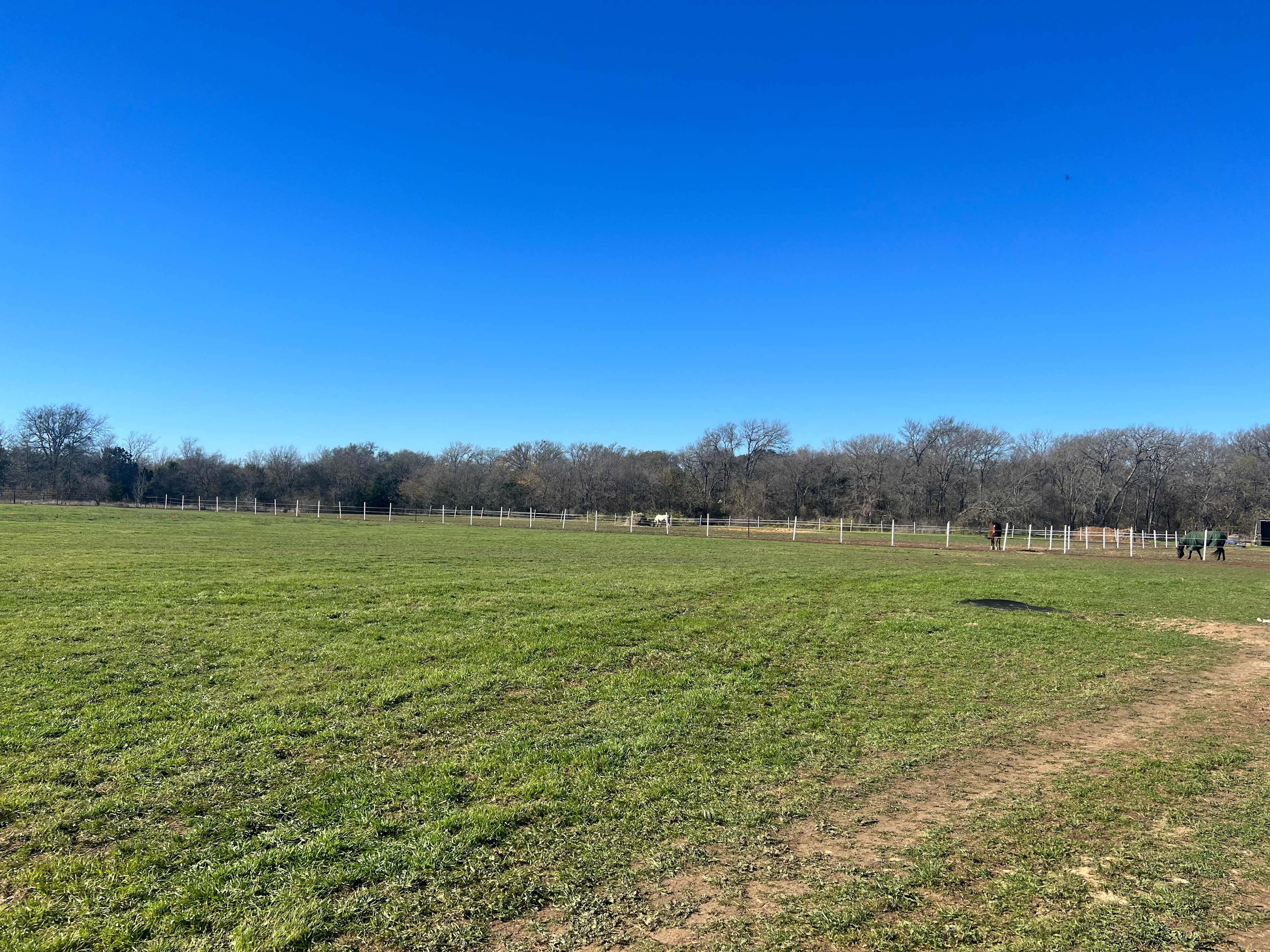 Back Woods Of Salado