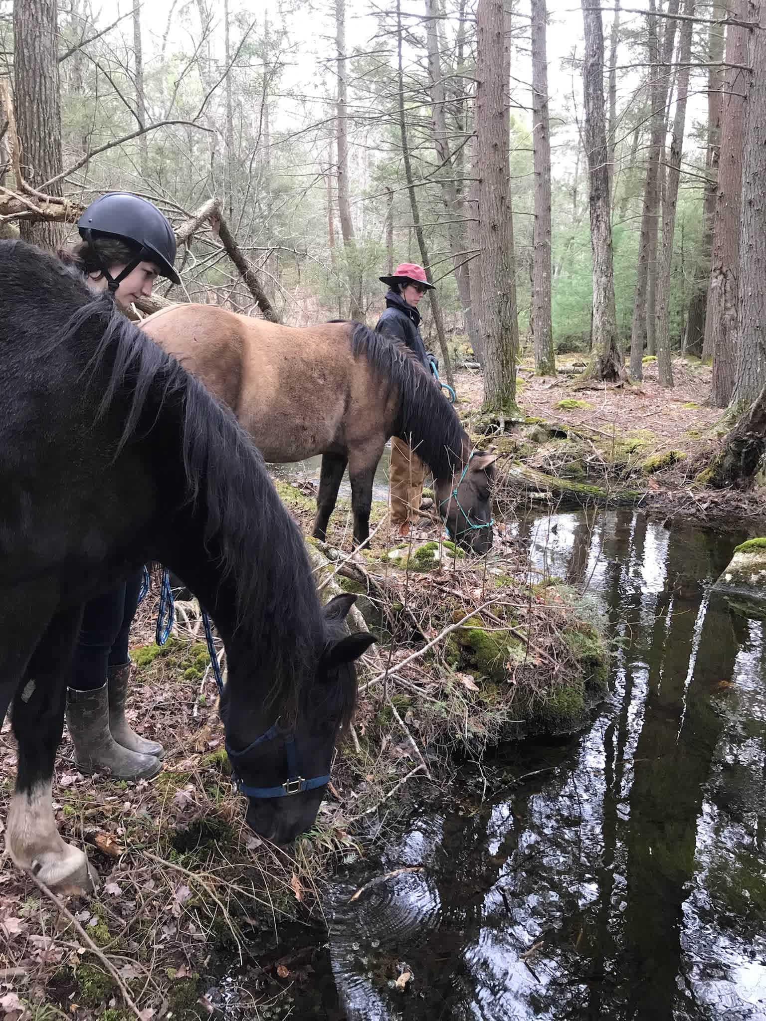 Glamping with the Wild Horses