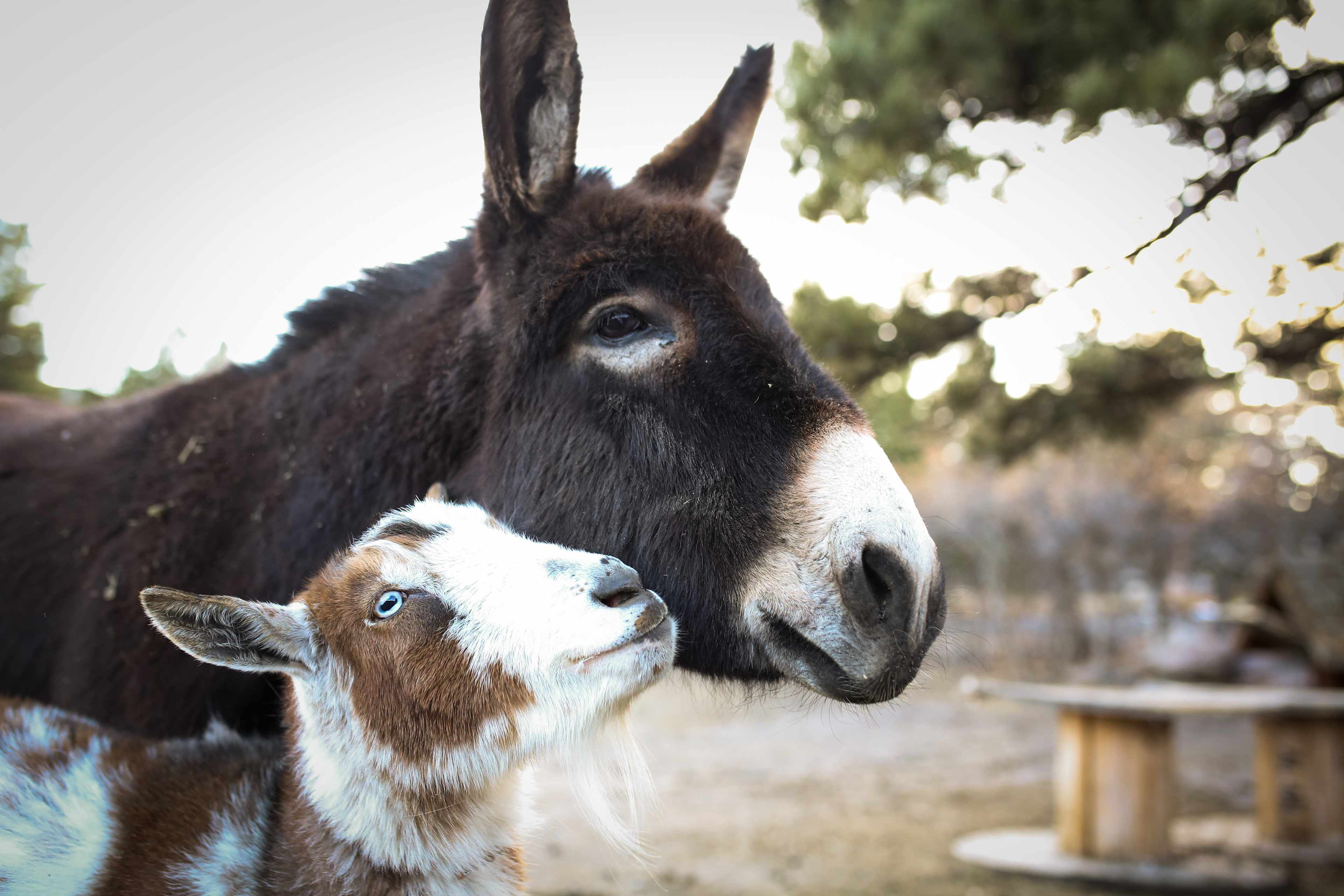 Standiford Goat and Equine Ranch