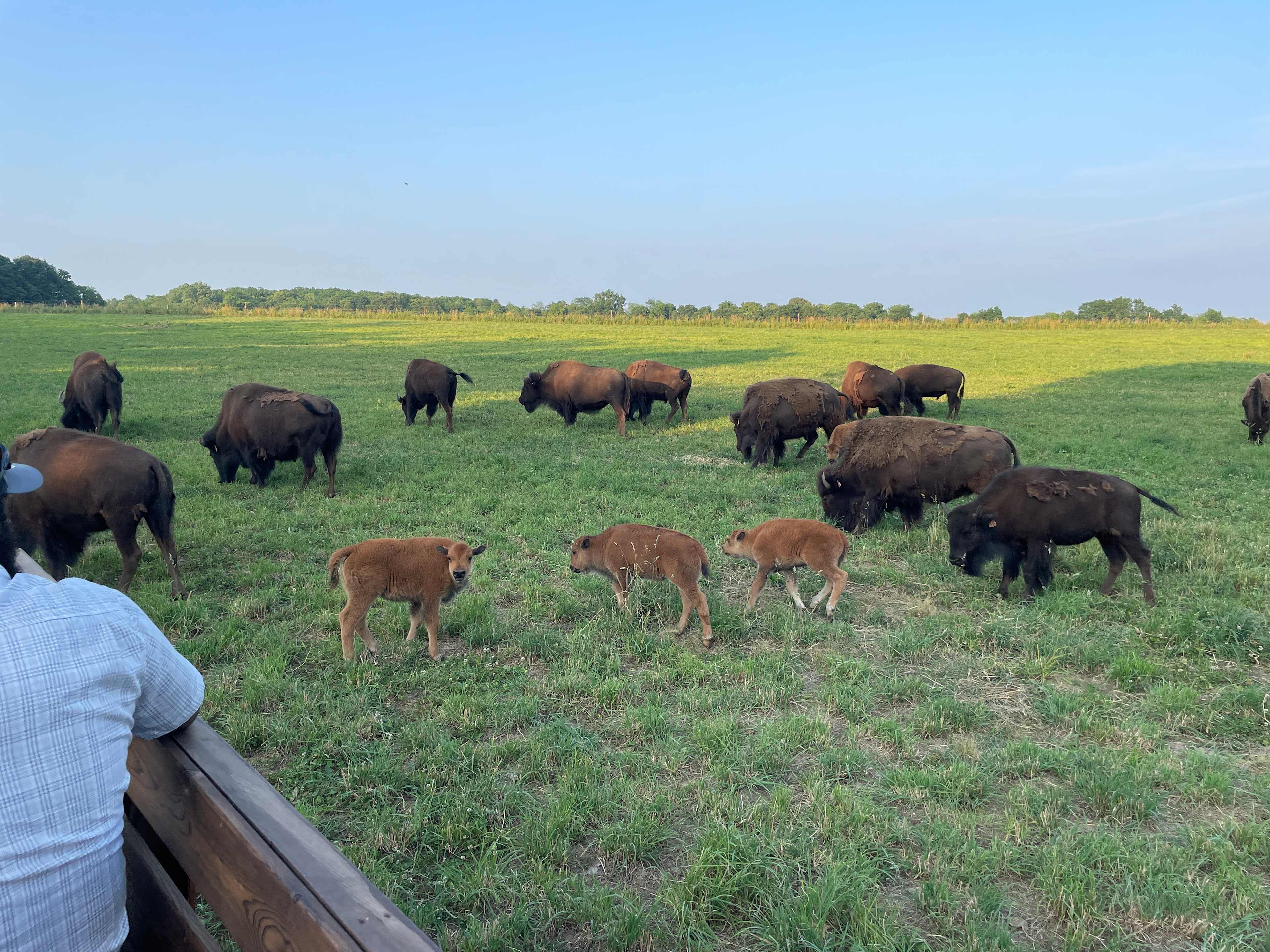 Bracy Gold Bison Ranch