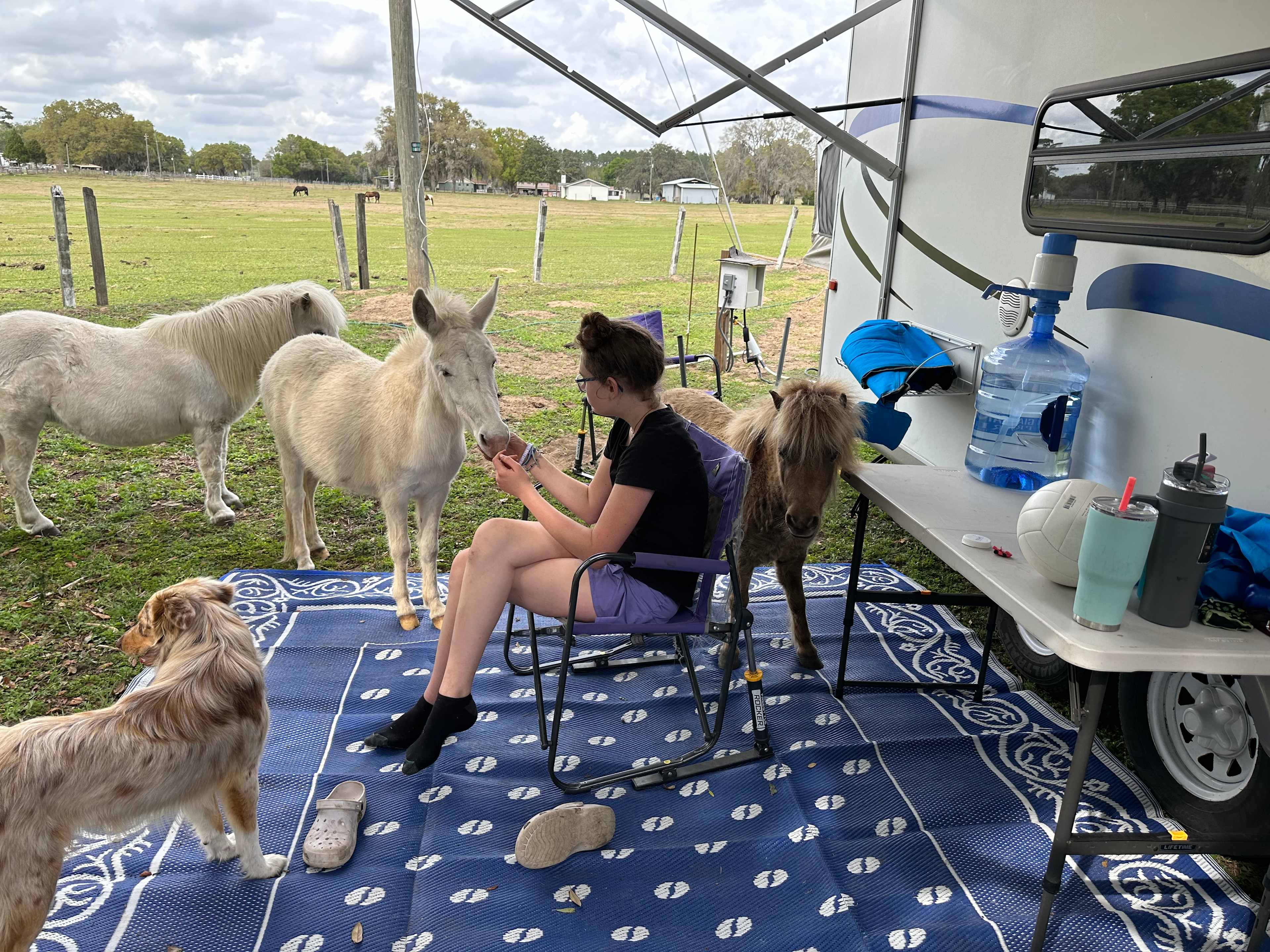Florida Farm School & Animal Rescue