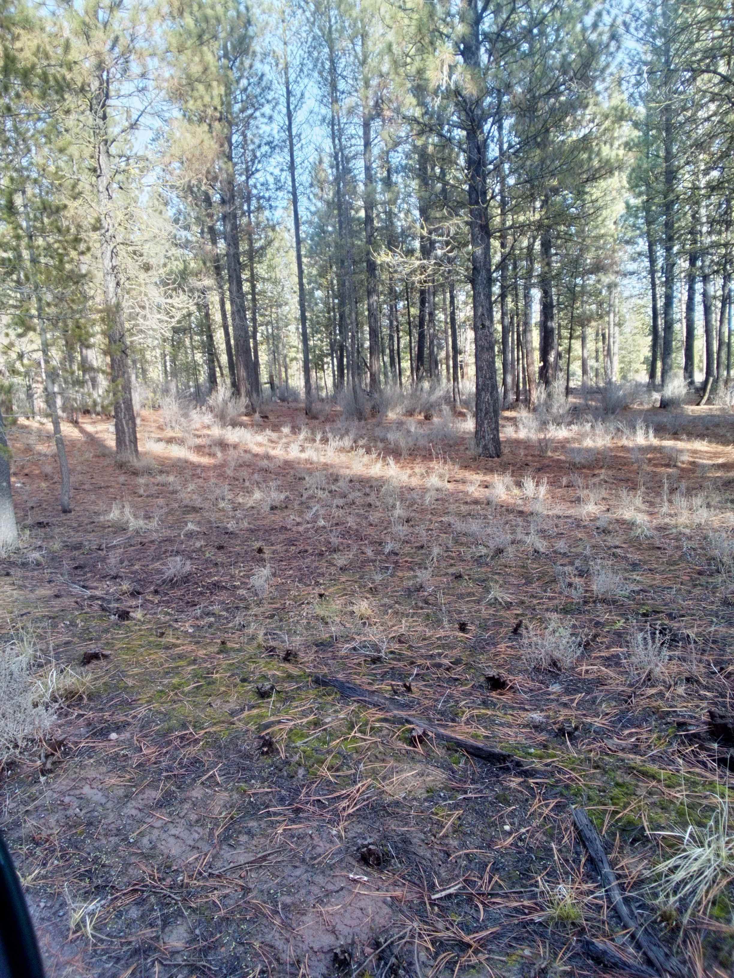 River Pines