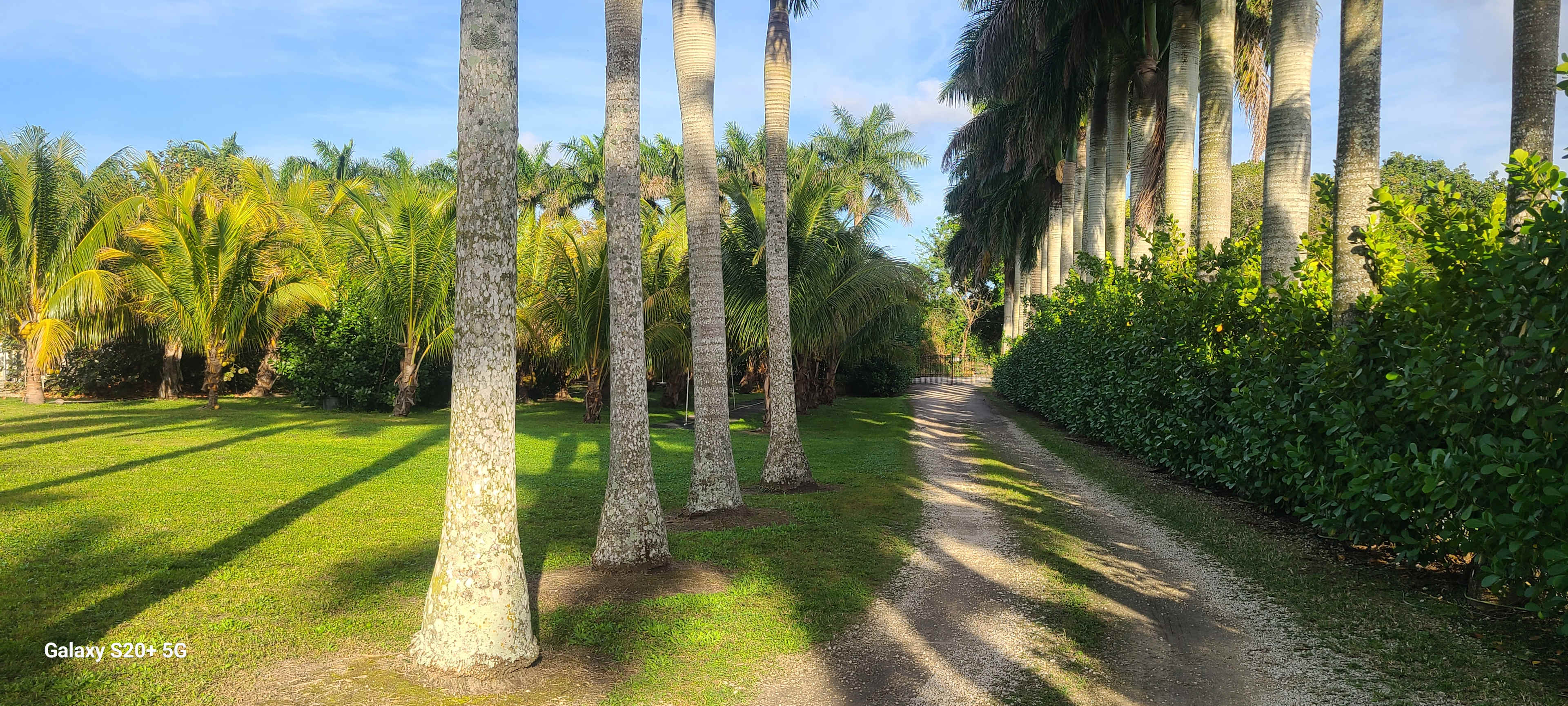 Redlands Palmgrove