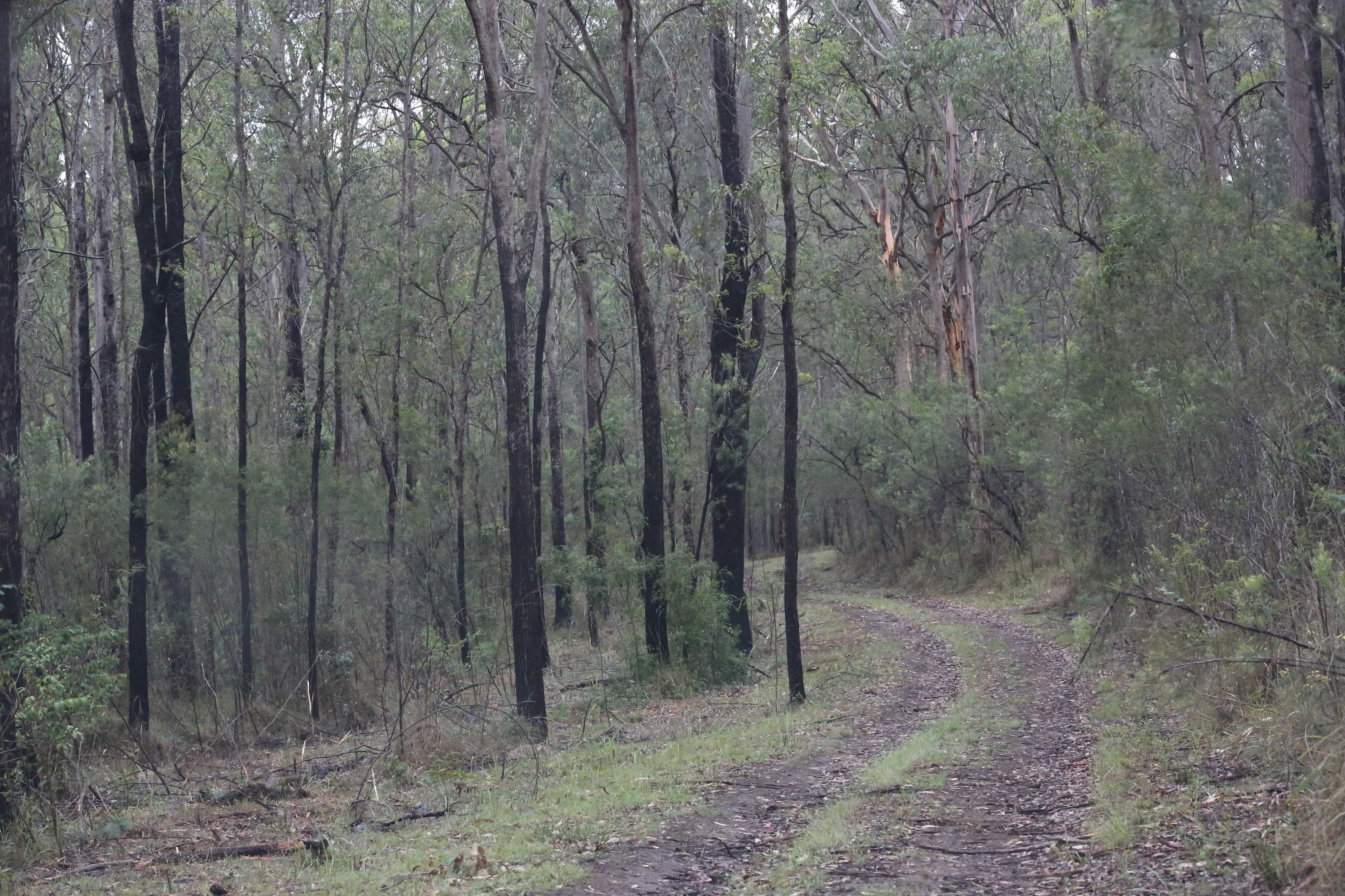 Wollombi Springs