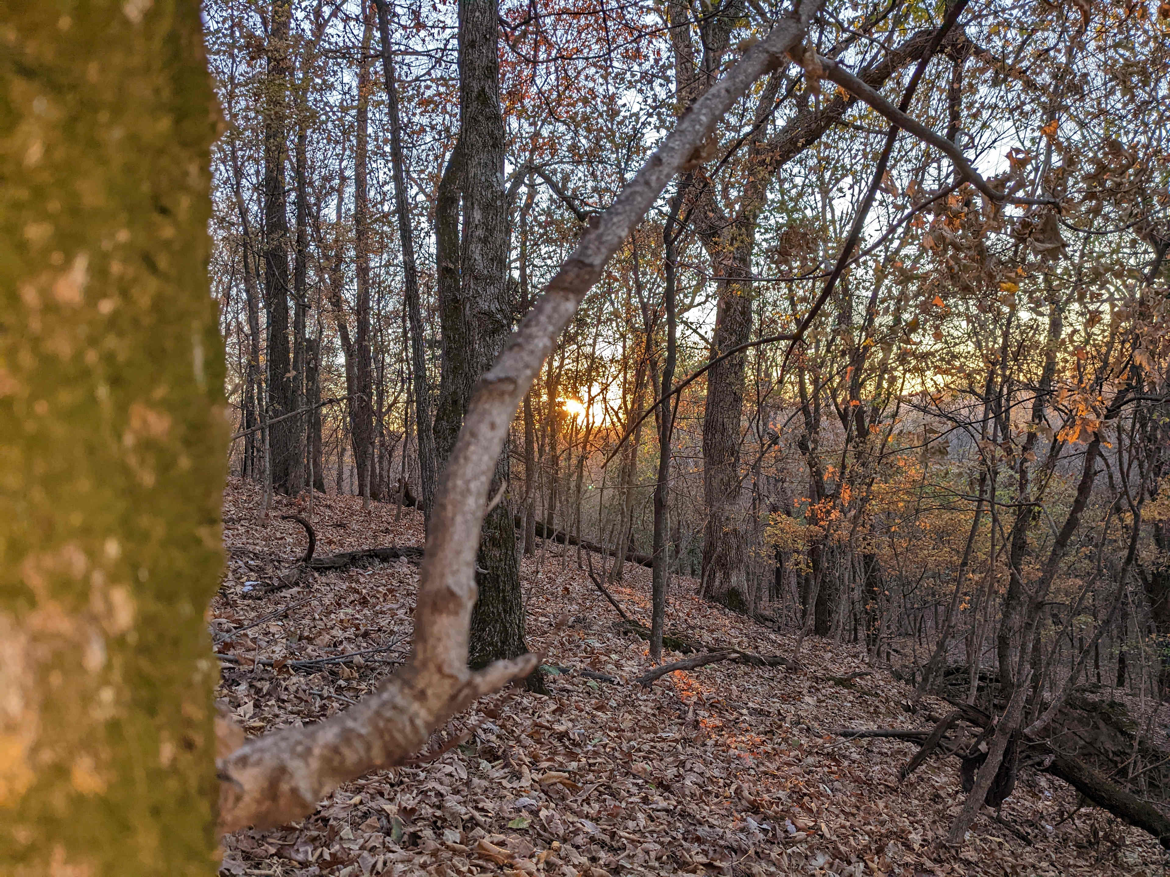 Wooded Getaway Campsite