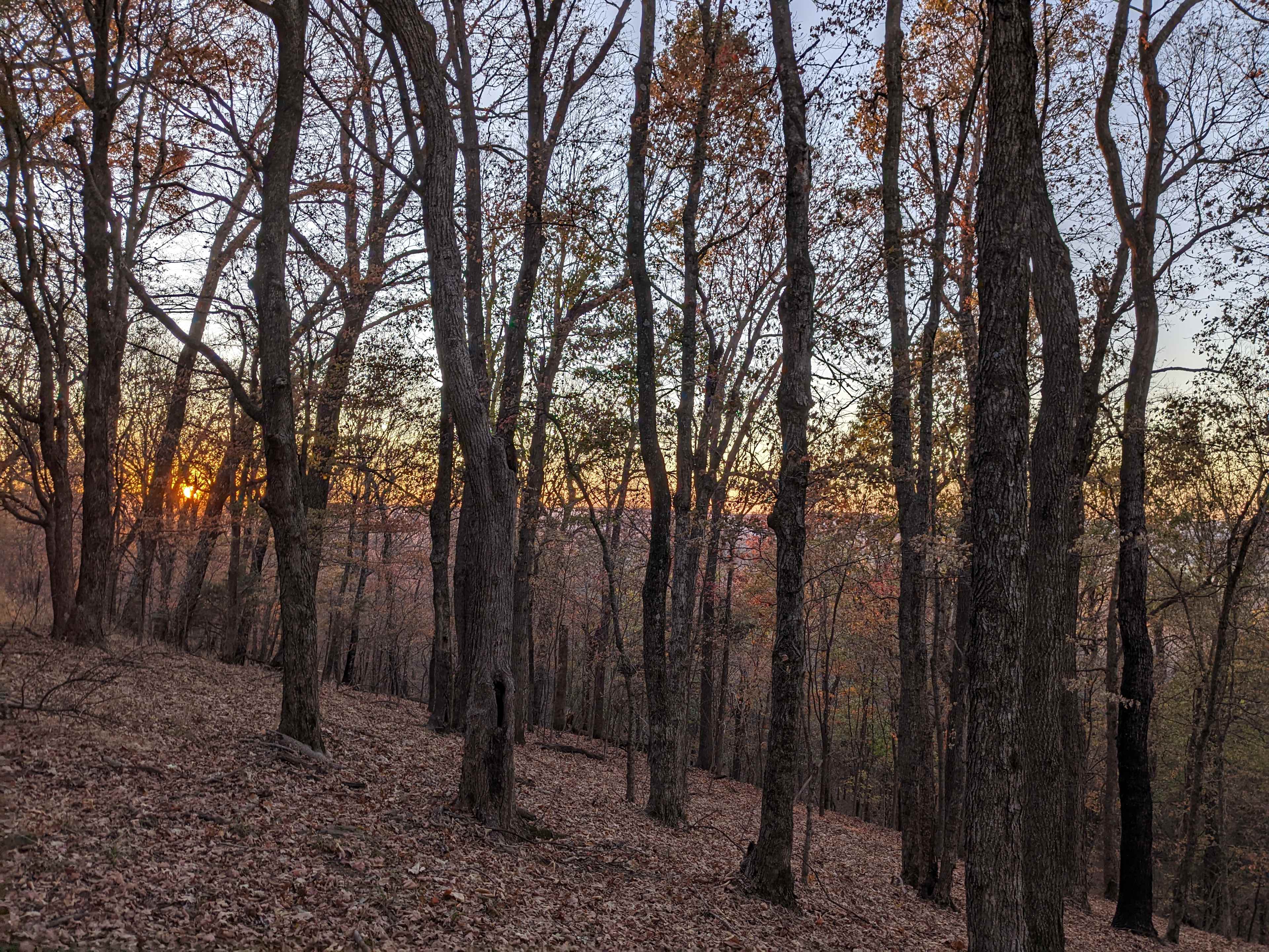 Wooded Getaway Campsite
