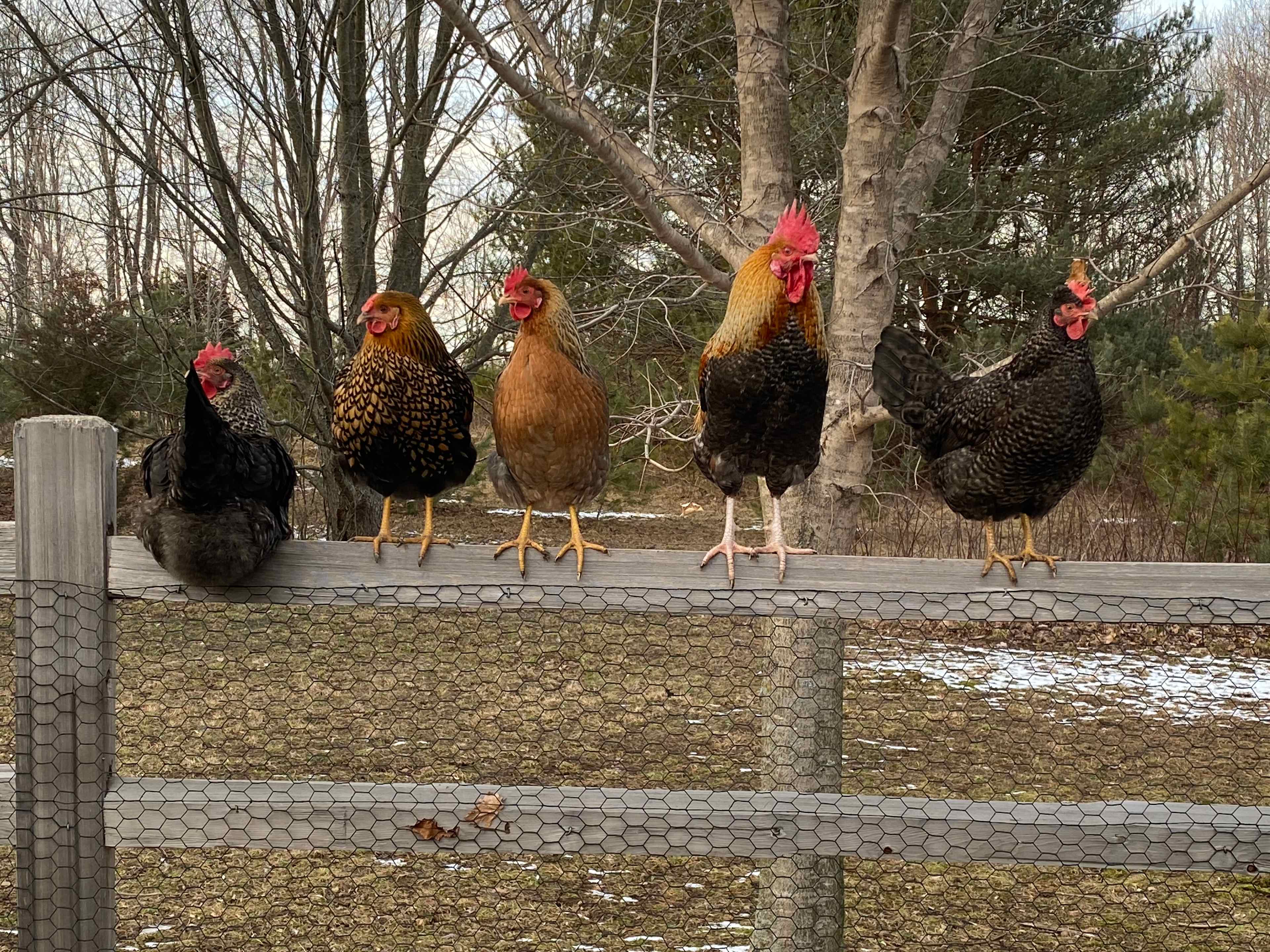 2Chicks And A Farm