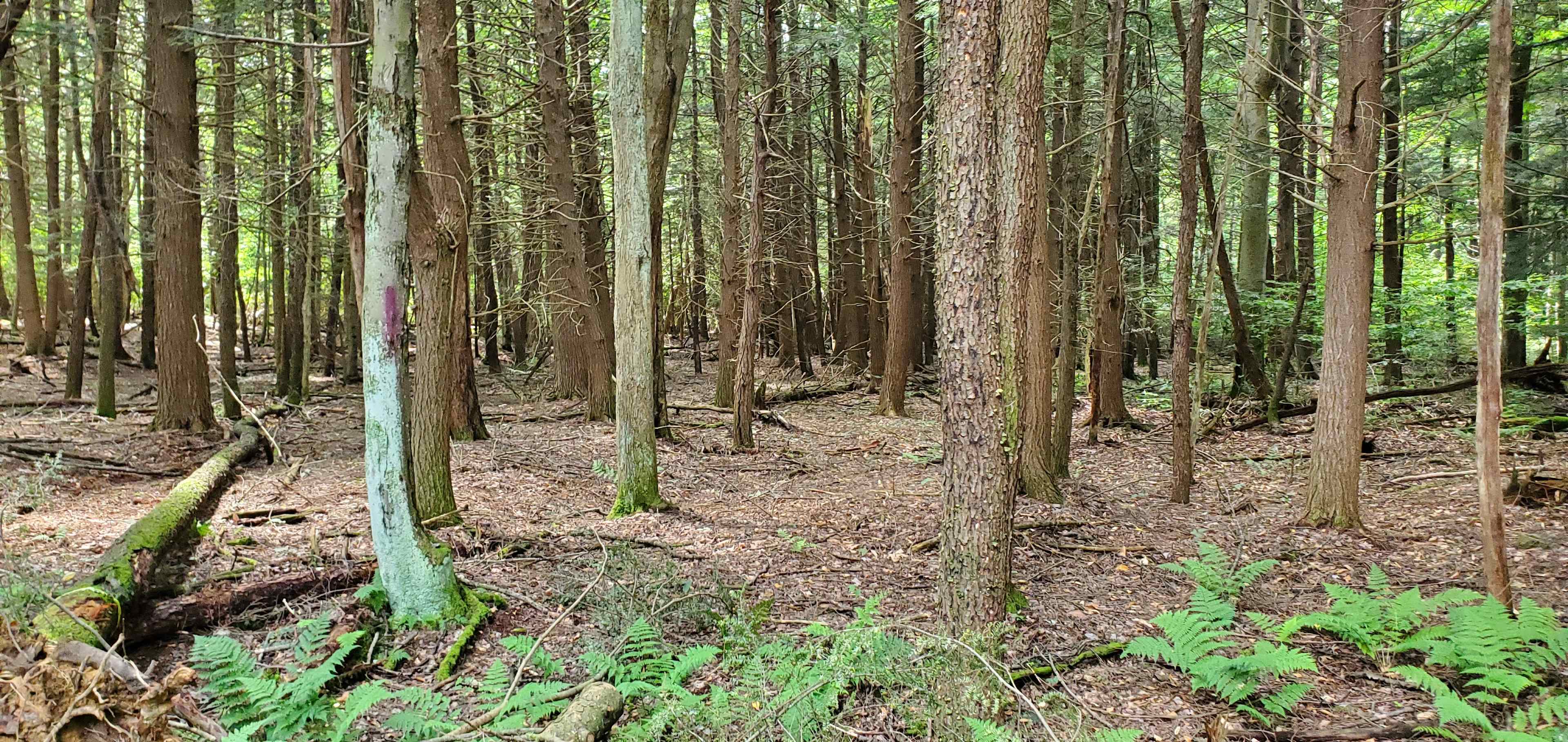 Gordon Glen Woods