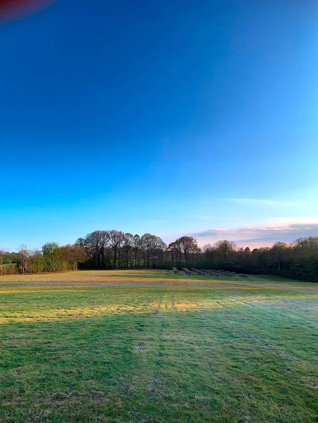 Frittenden Orchard