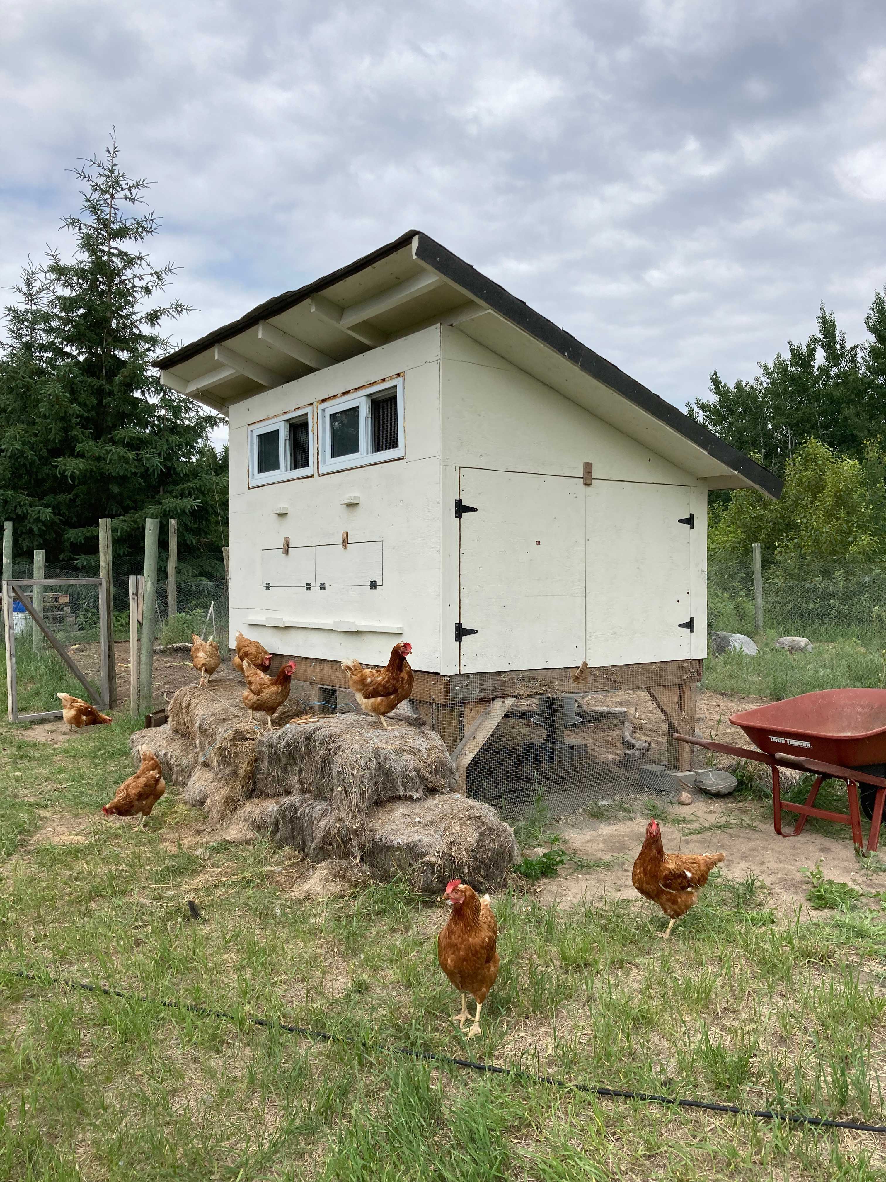 Say hello to the flock and grab some farm fresh eggs for breakfast right from the coop...