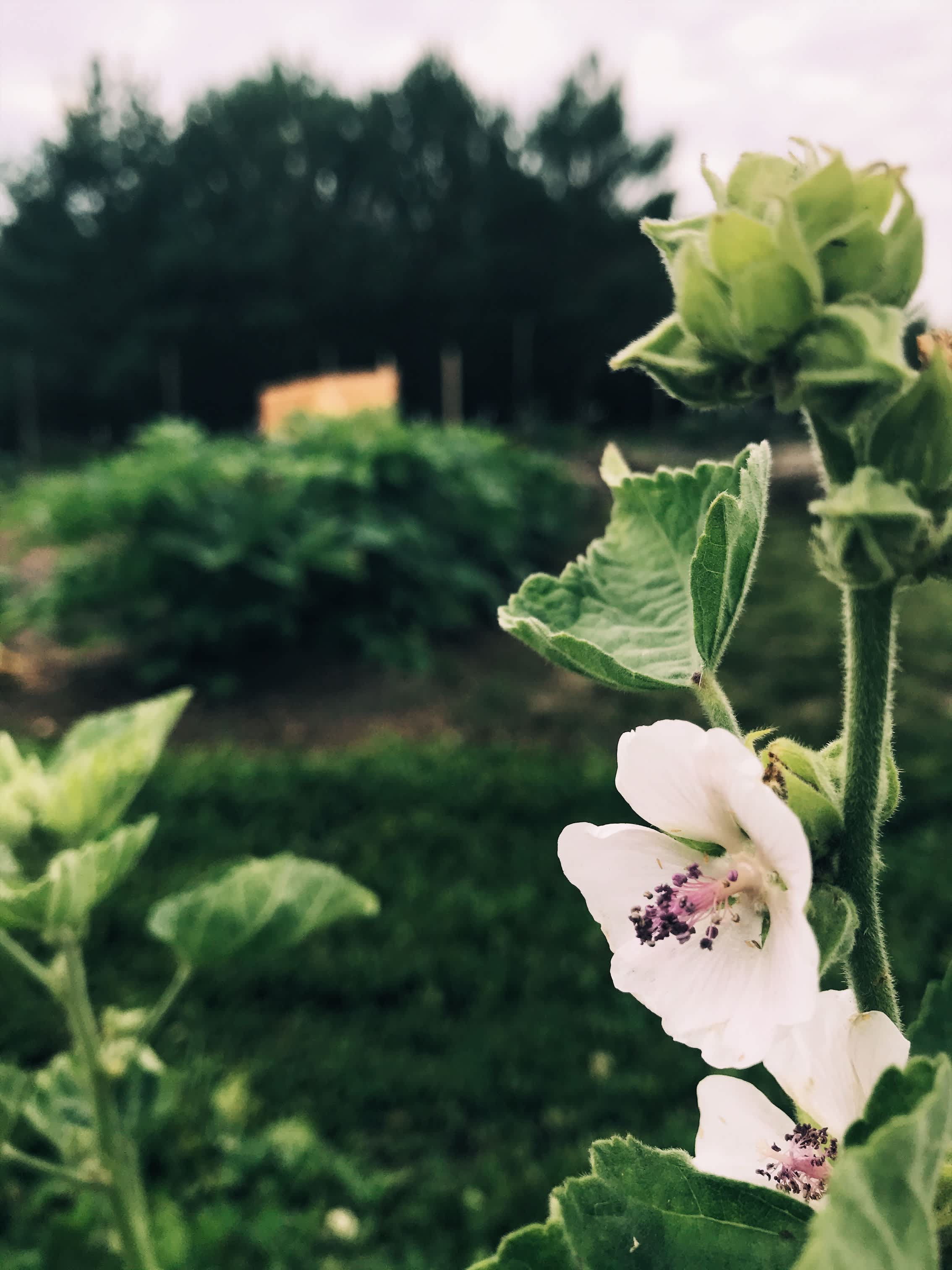 Book a tour or u-pick at the medicinal herb farm on site!