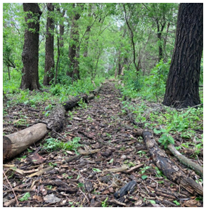 Picture of the site