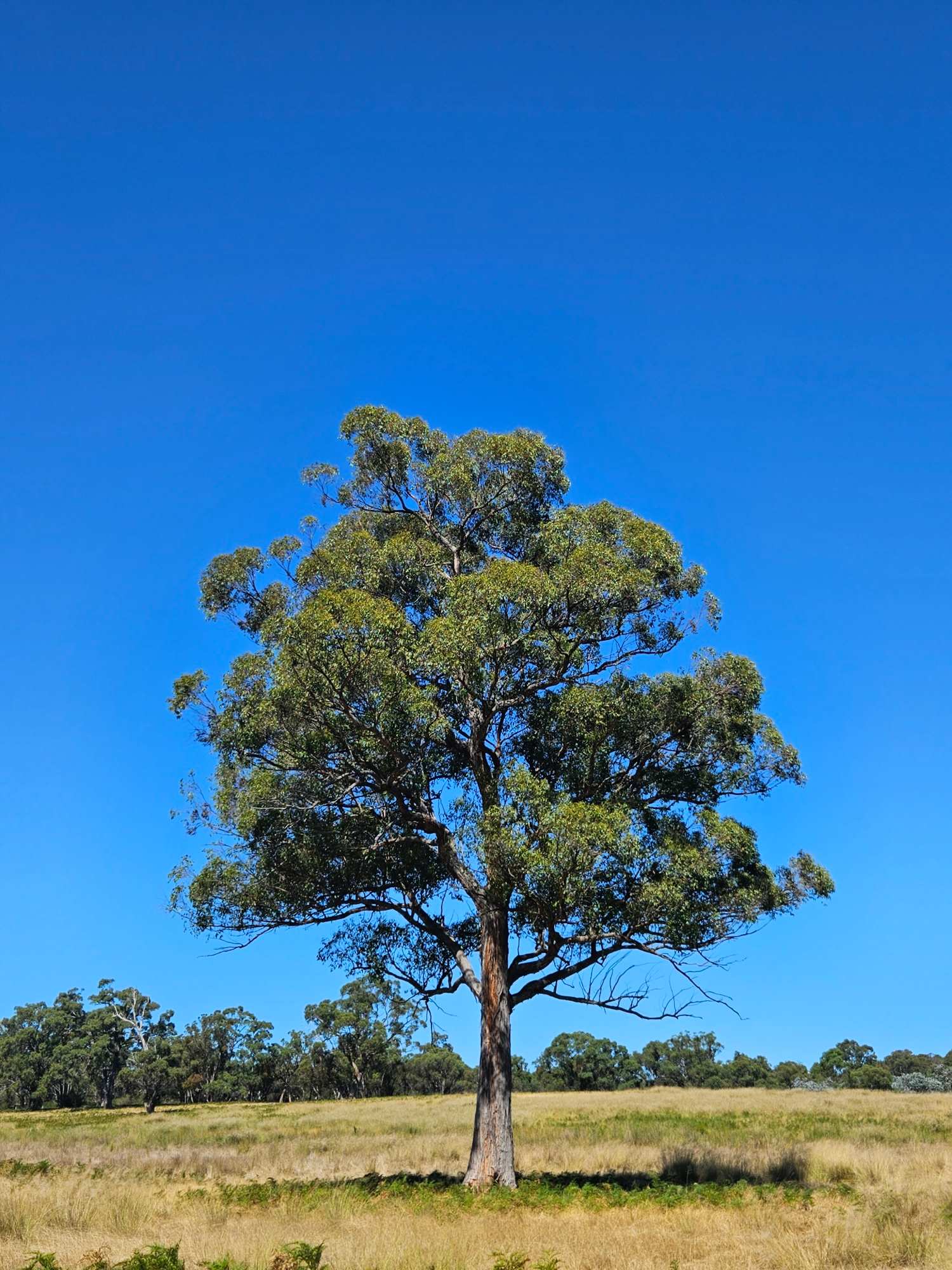 Devon Park