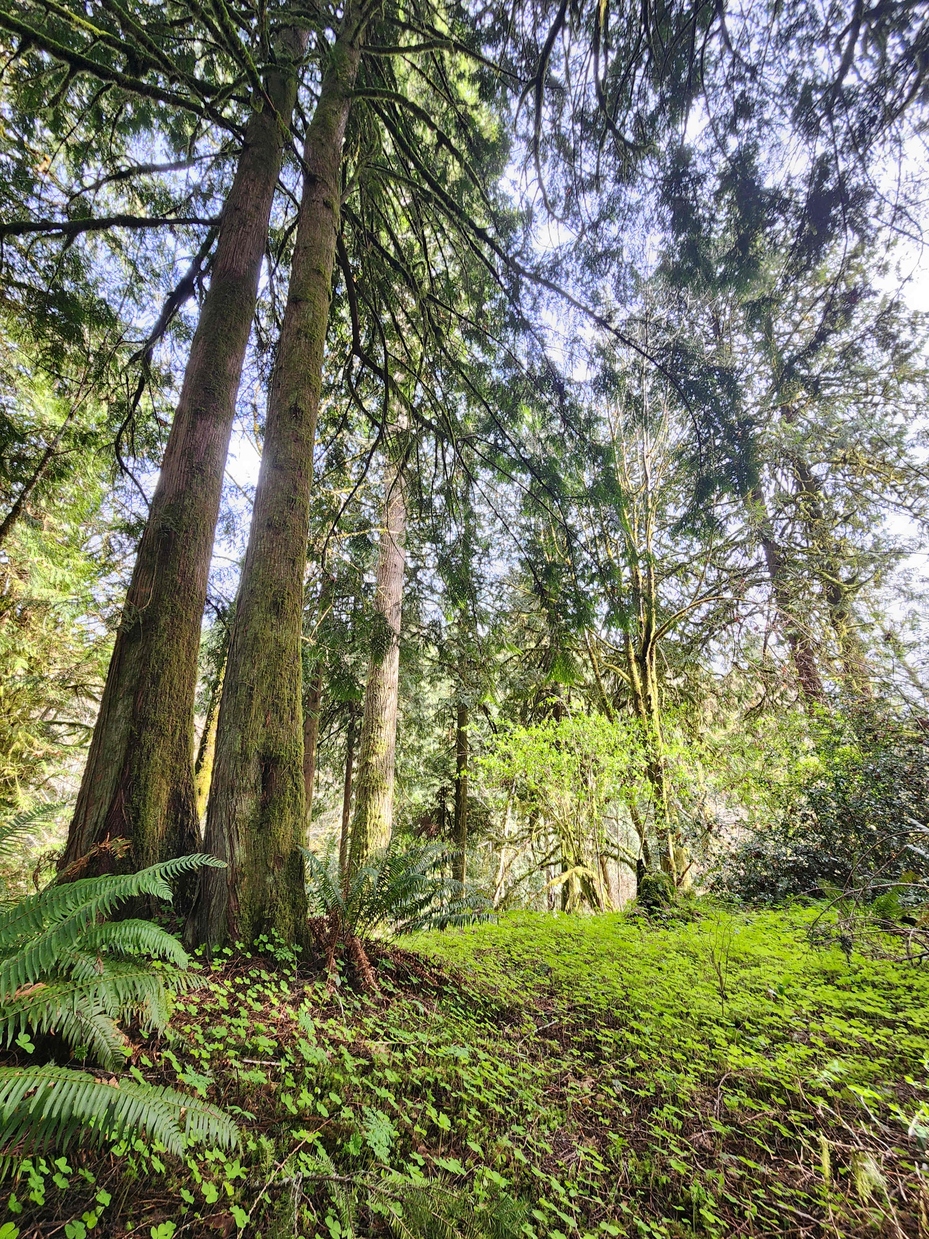 RV+ Rainbow Falls / Willapa Trails