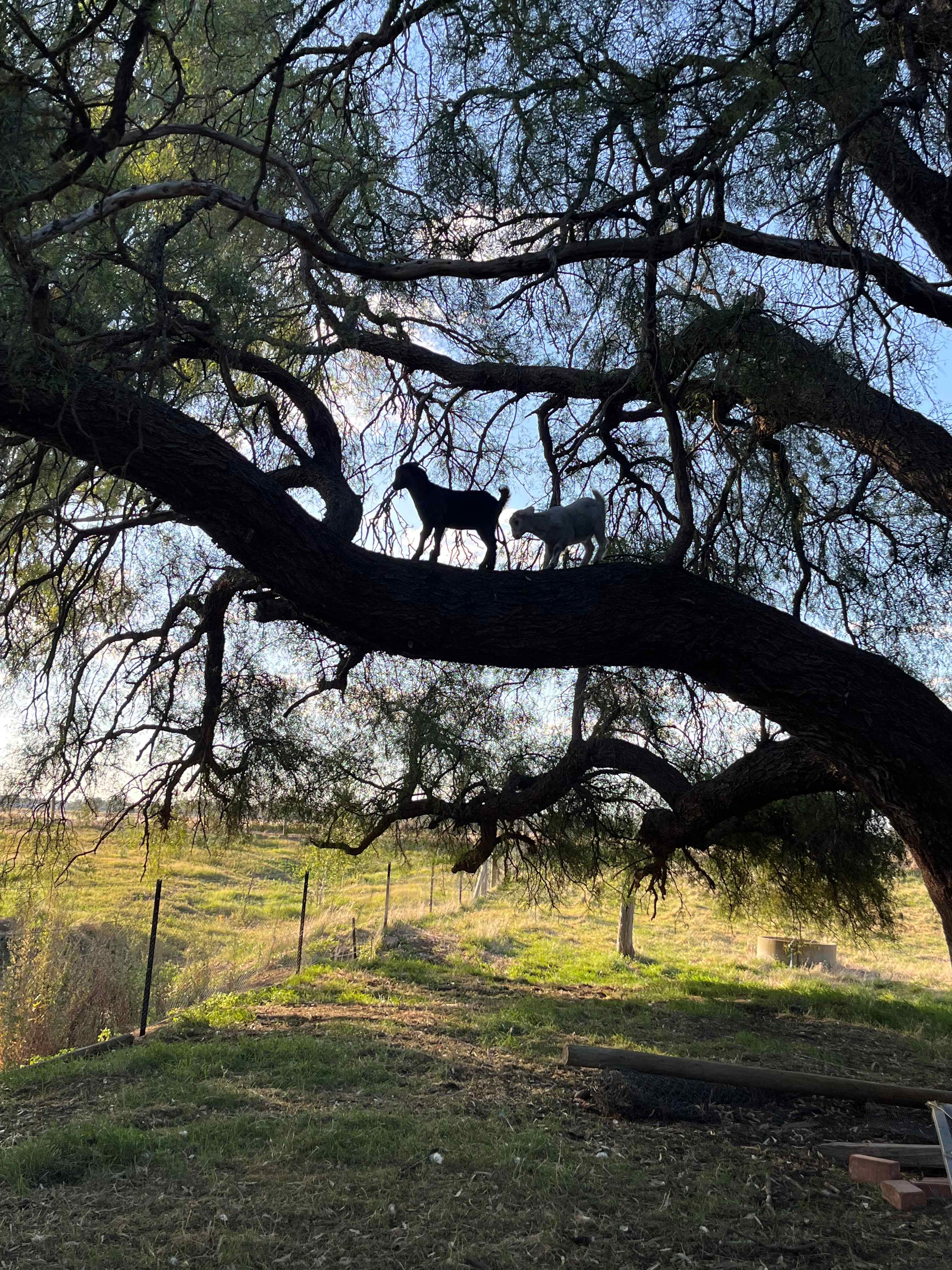 You may see the goats or 2 in the tree. 