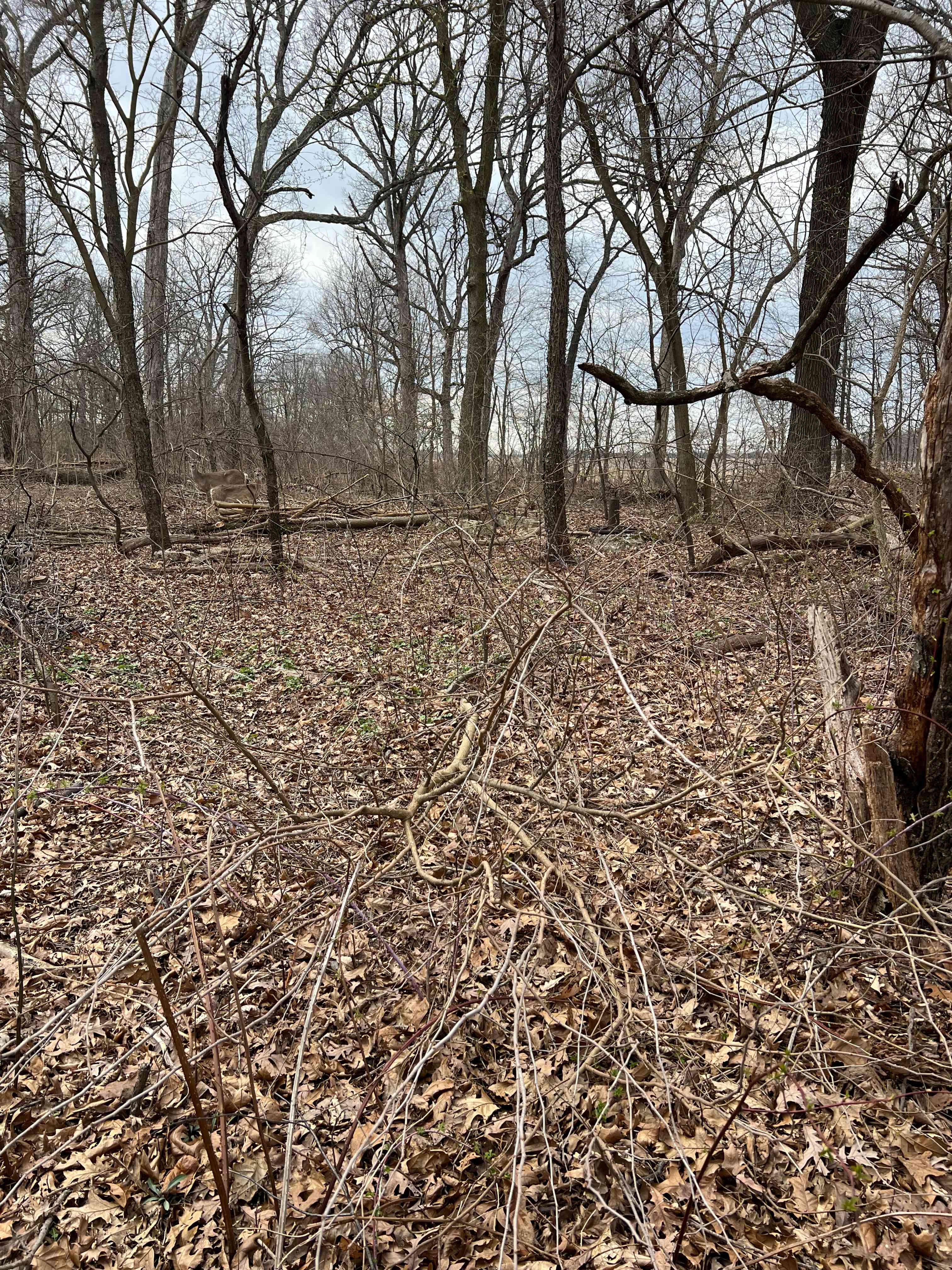 Legacy Wetland