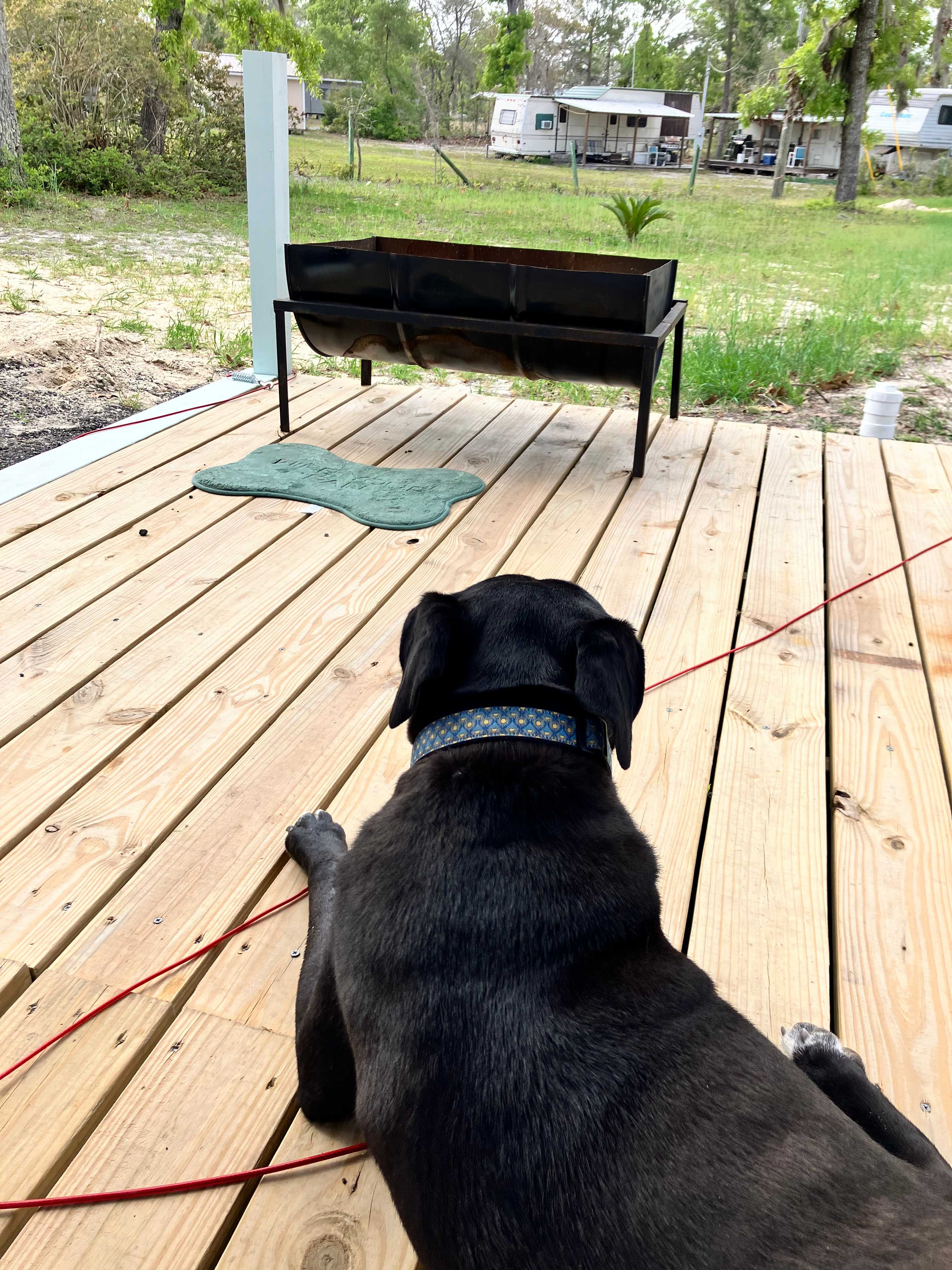 Our dog Cameron relaxing on the deck 