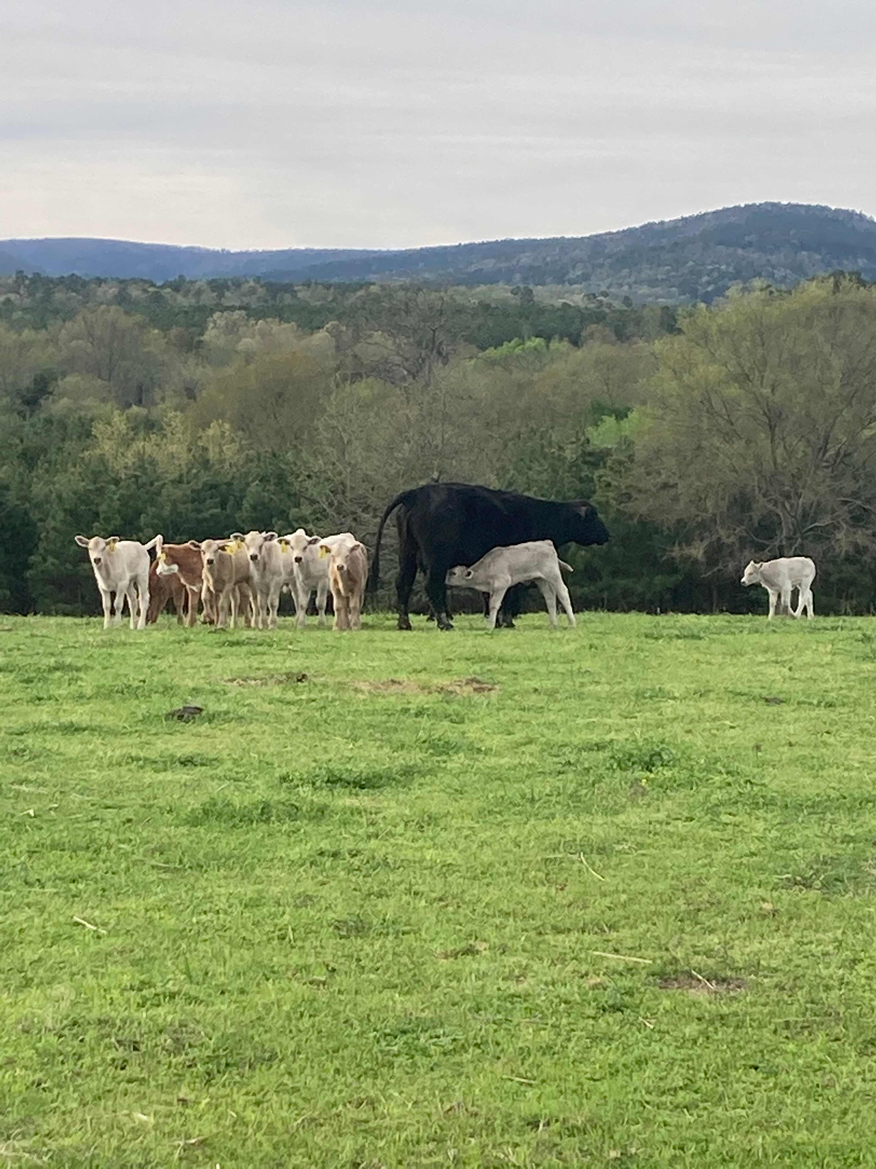 Working Ranch Best Area