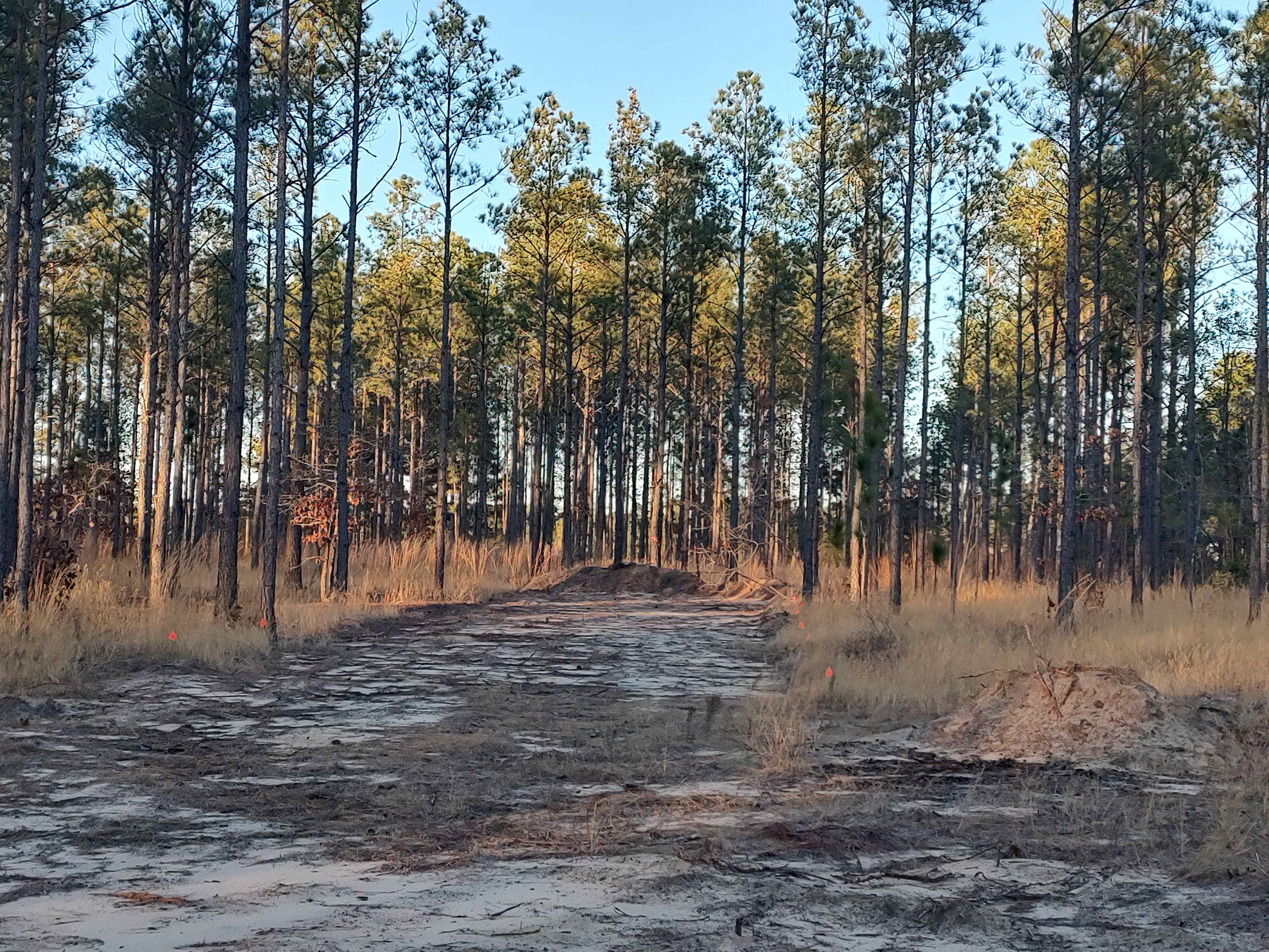 Broken Tree Ranch