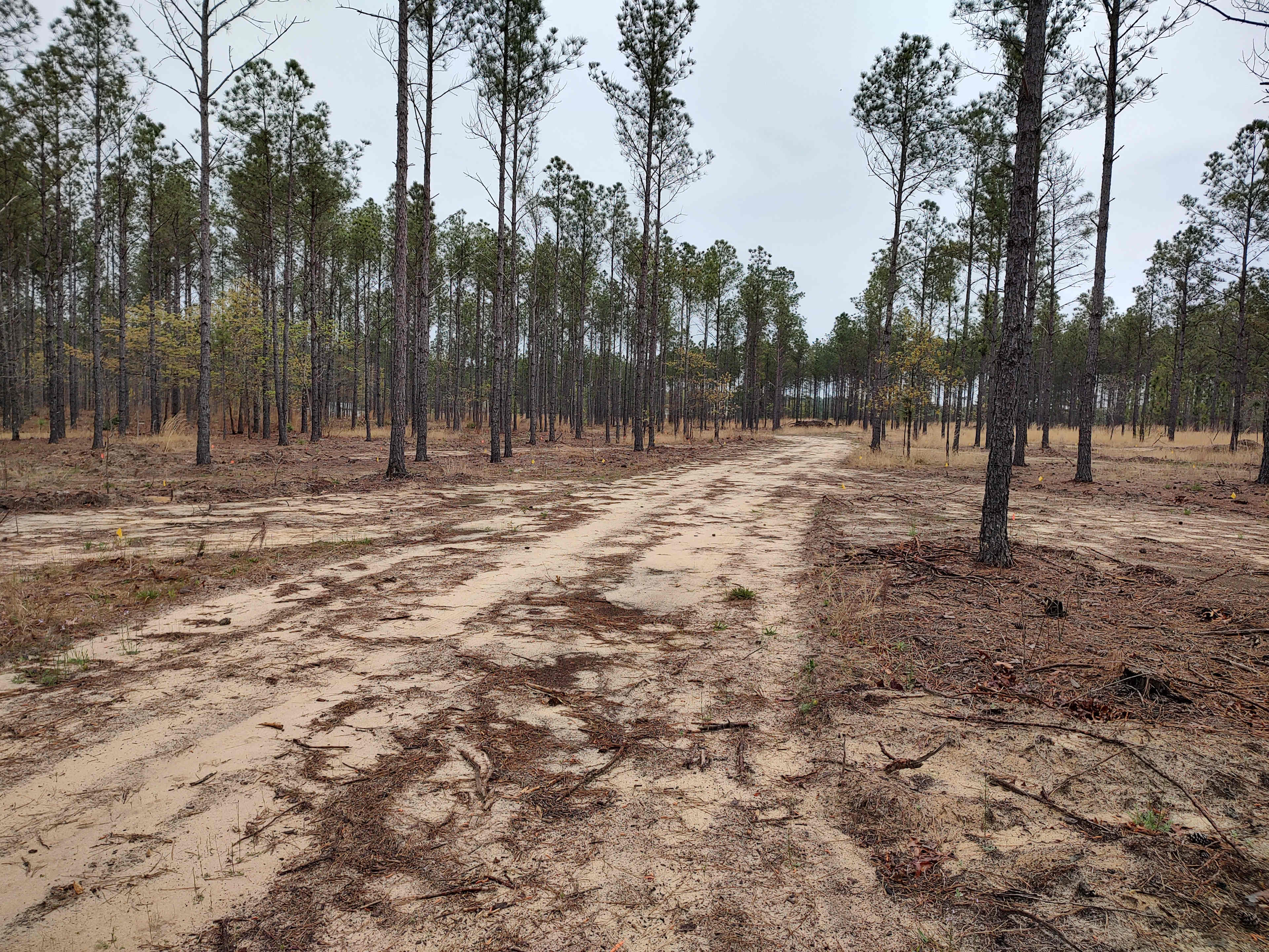 Broken Tree Ranch