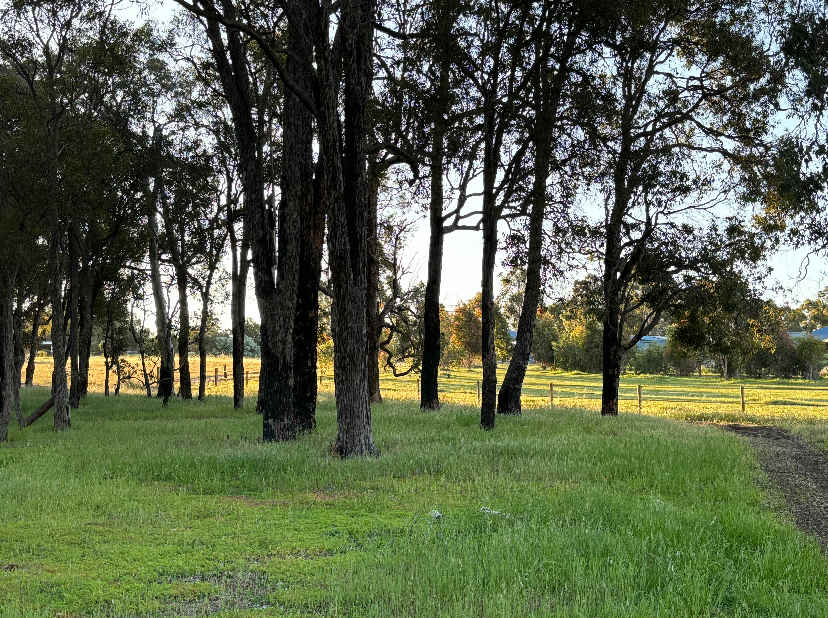 Boyup tree scape