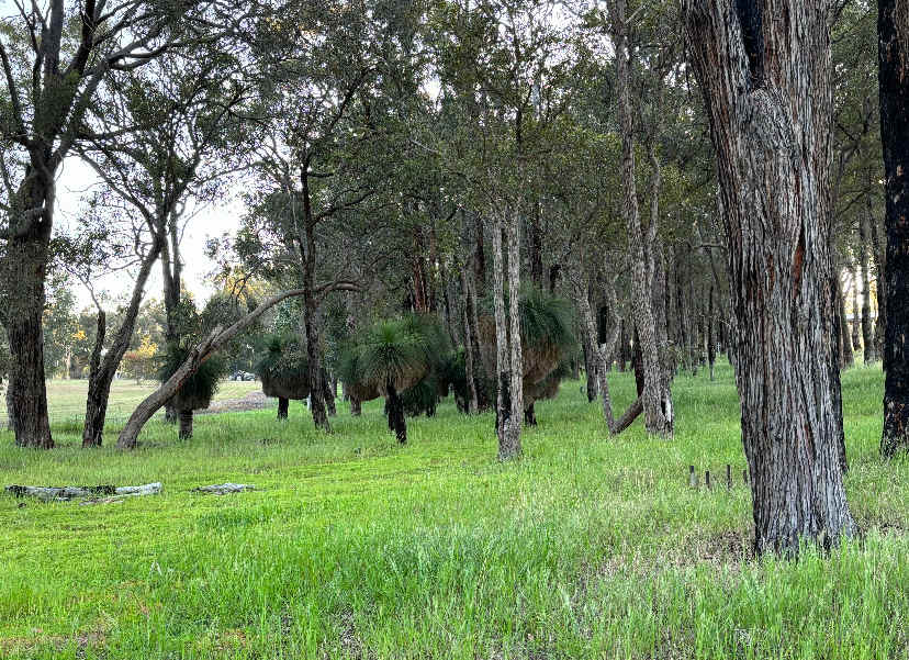 Boyup tree scape