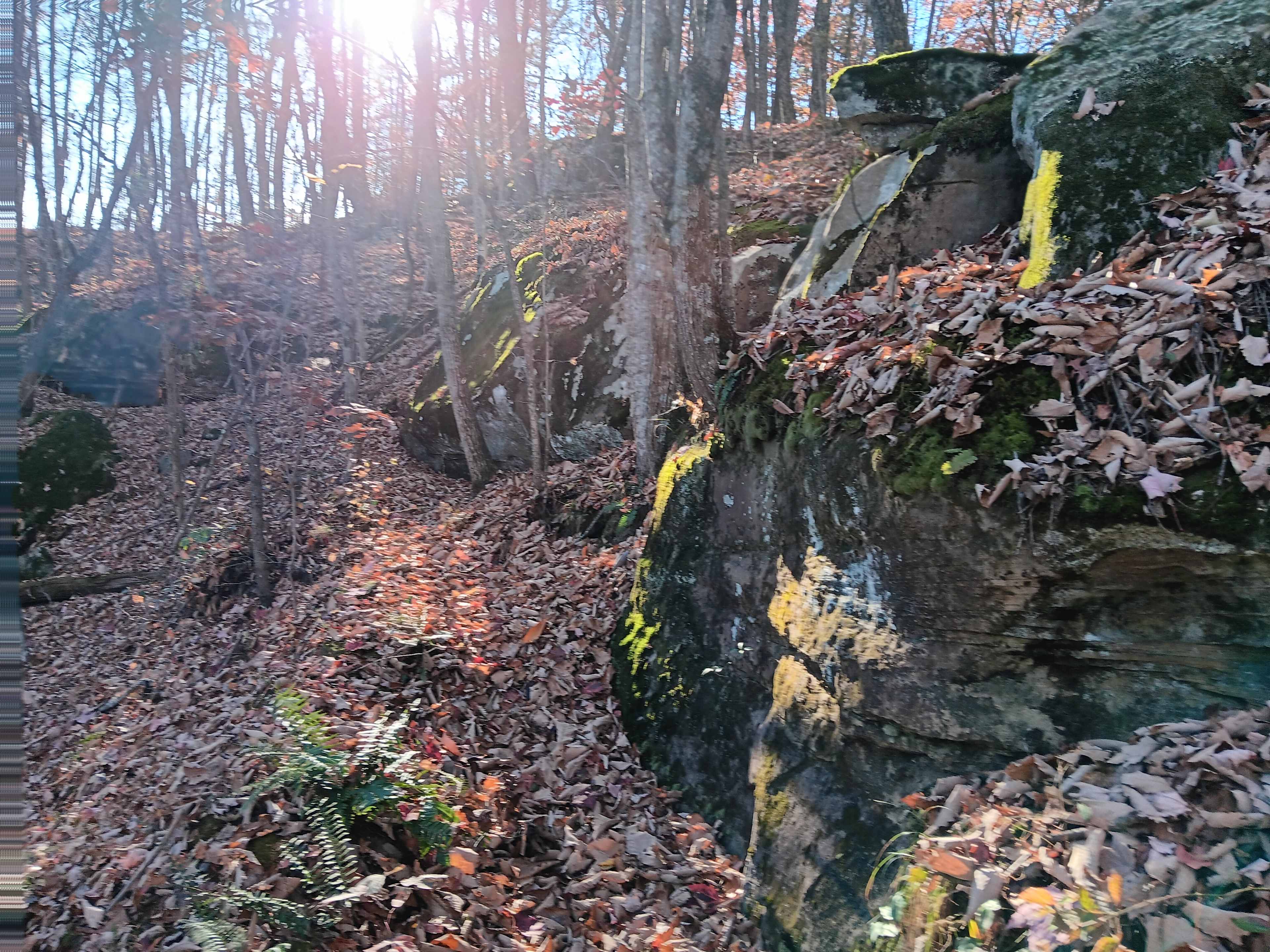 8Acre Forest