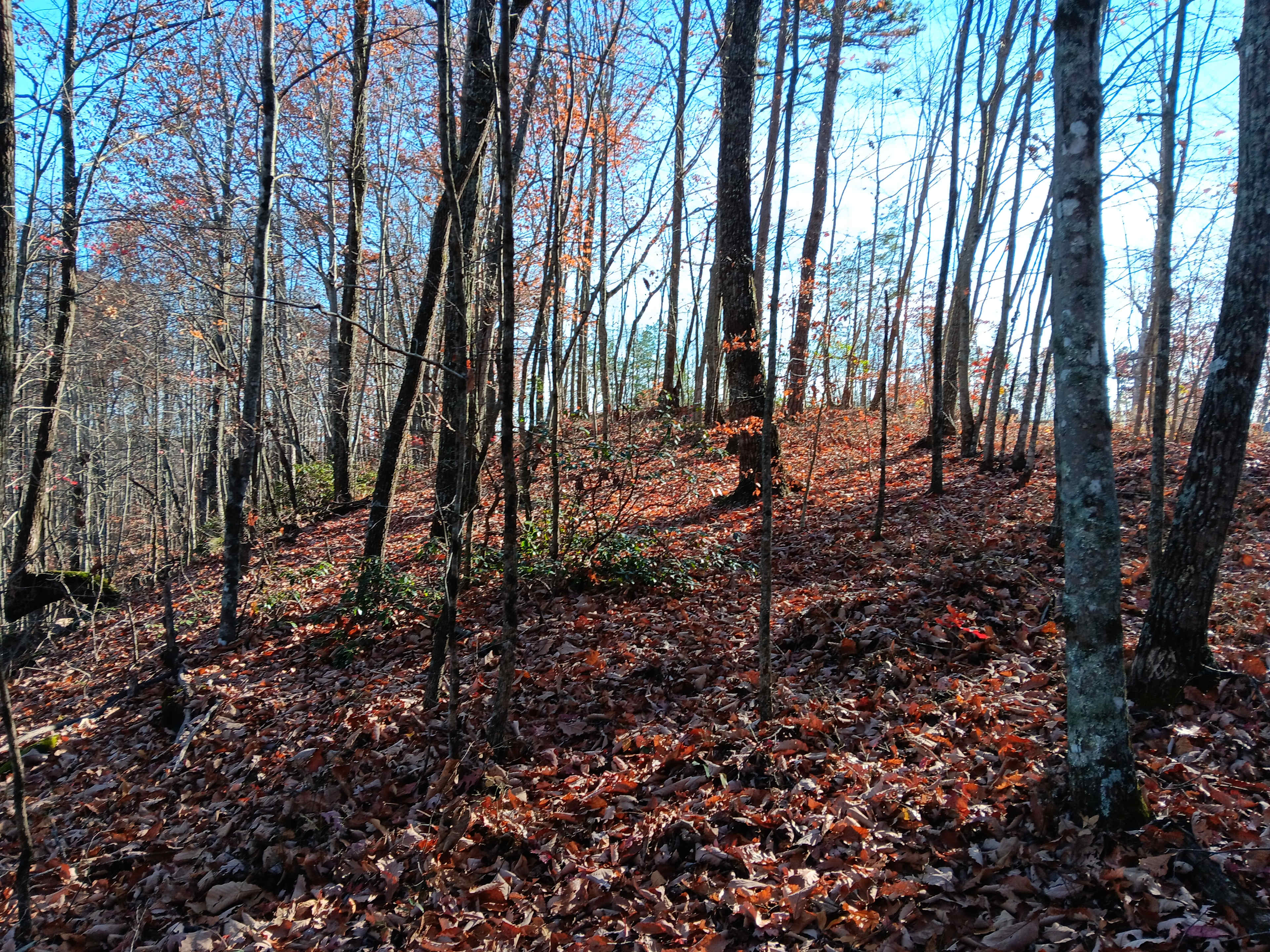 8Acre Forest